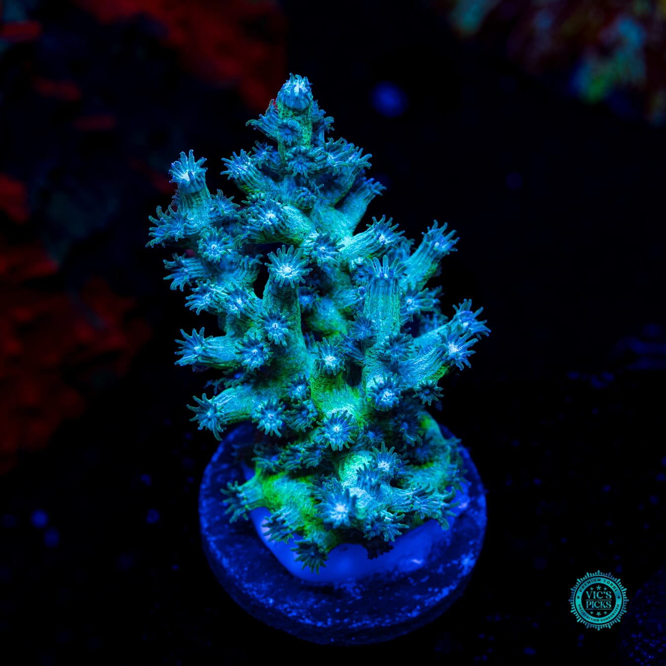 UC Eternal Branching Cyphastrea - Daylight Photo