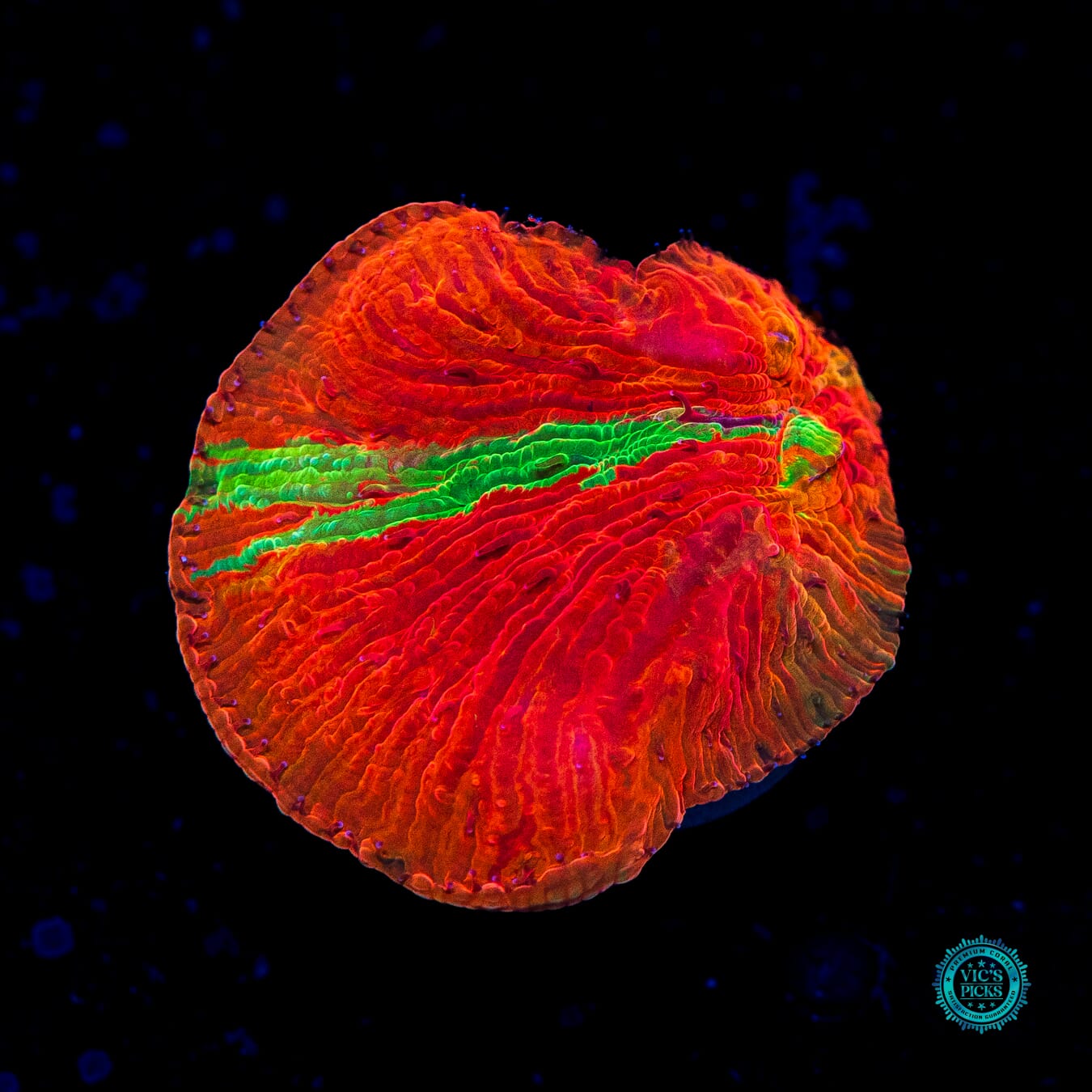 WWC Diablo Diaseris - Daylight Photo