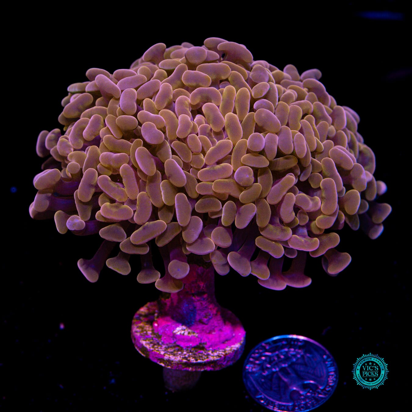 WWC Blood Moon Branching Hammer - Actinic Photo