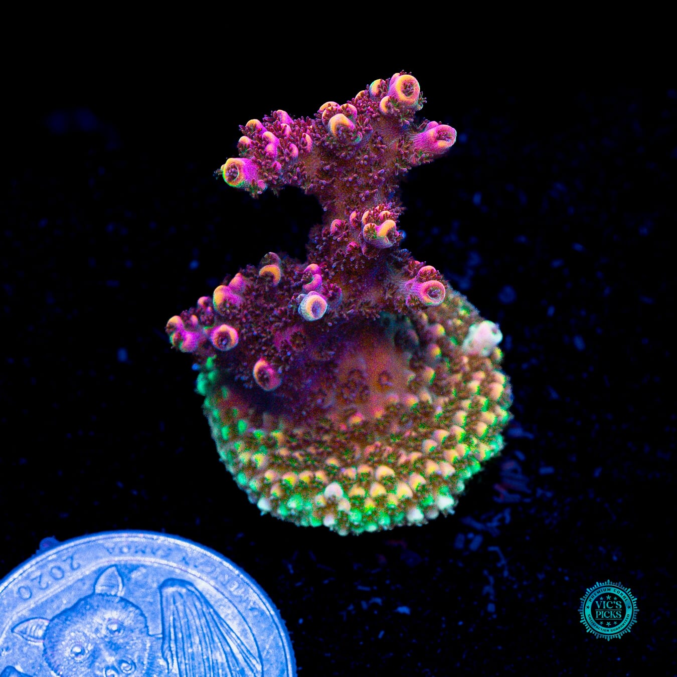 Fruity Pebbles Acropora - Actinic Photo