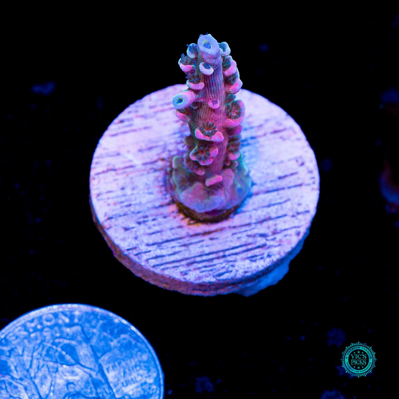 Vivid's Insanity Acropora - Actinic Photo