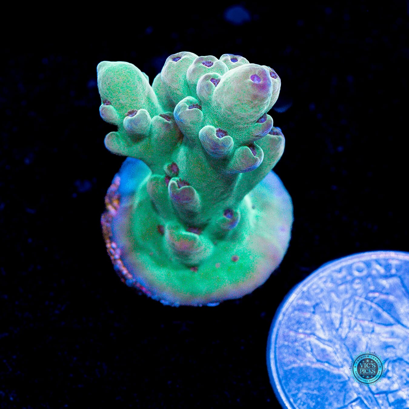 WWC Vics Granulosa Acropora - Actinic Photo