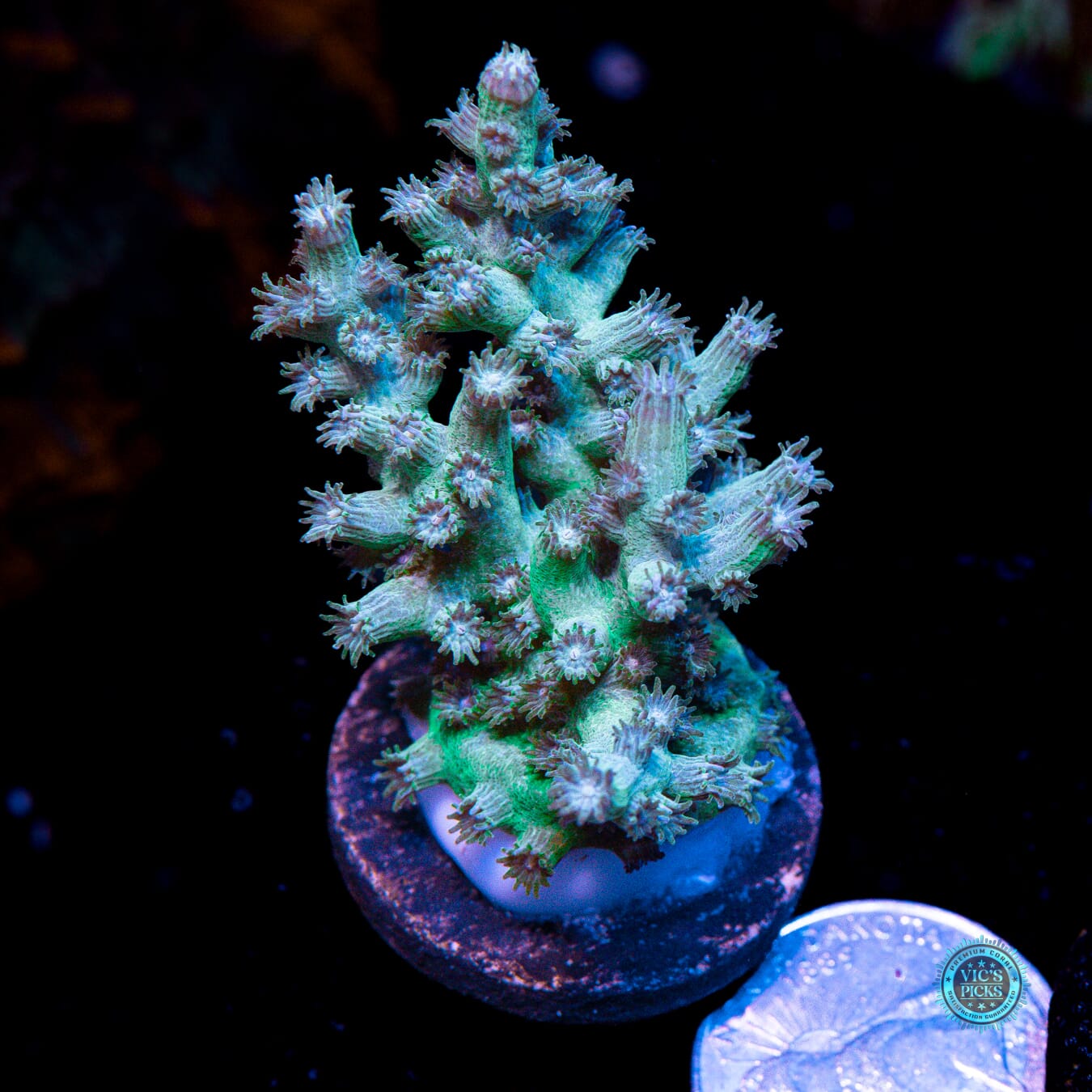 UC Eternal Branching Cyphastrea - Actinic Photo