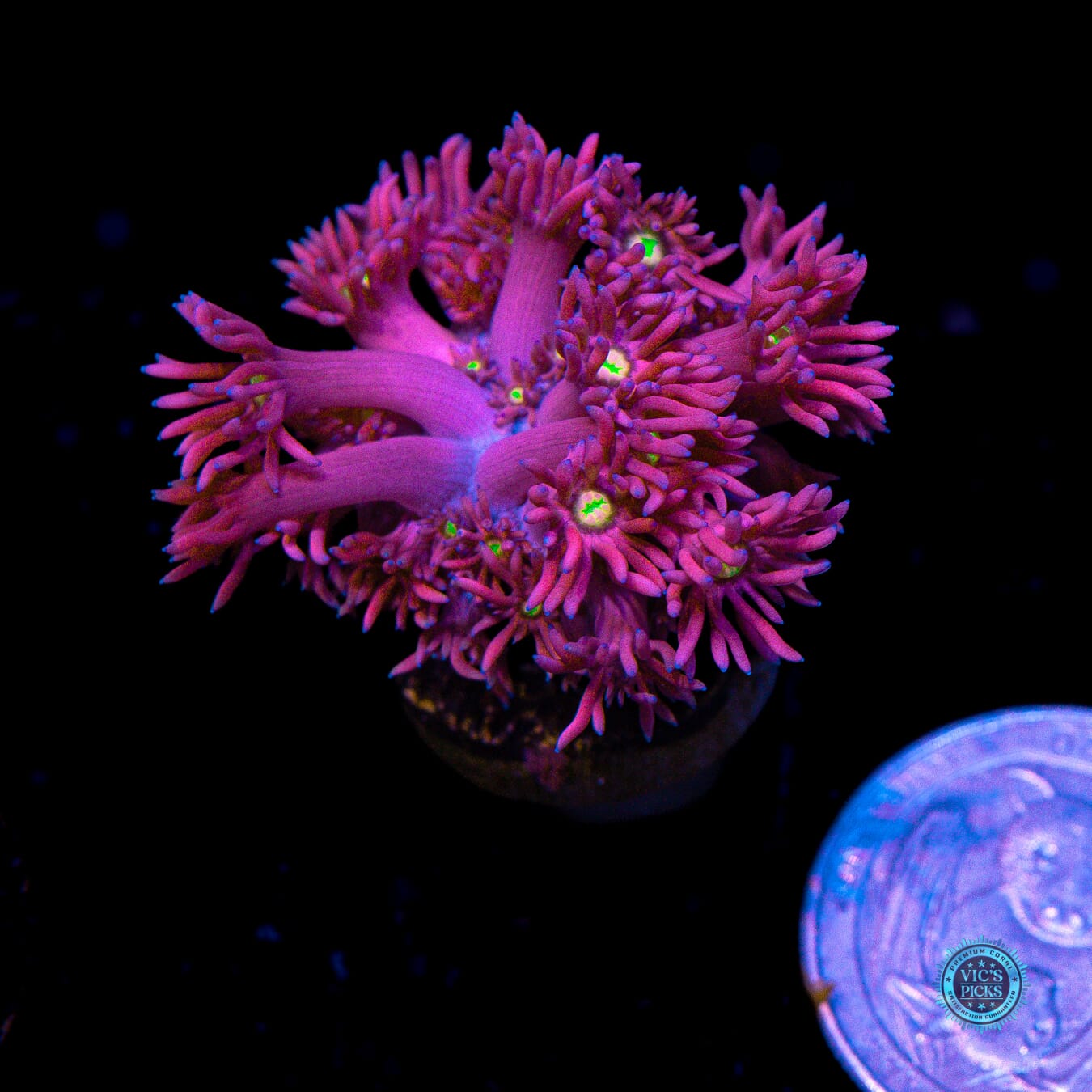 WWC Pushin up Daisies Goniopora - Actinic Photo