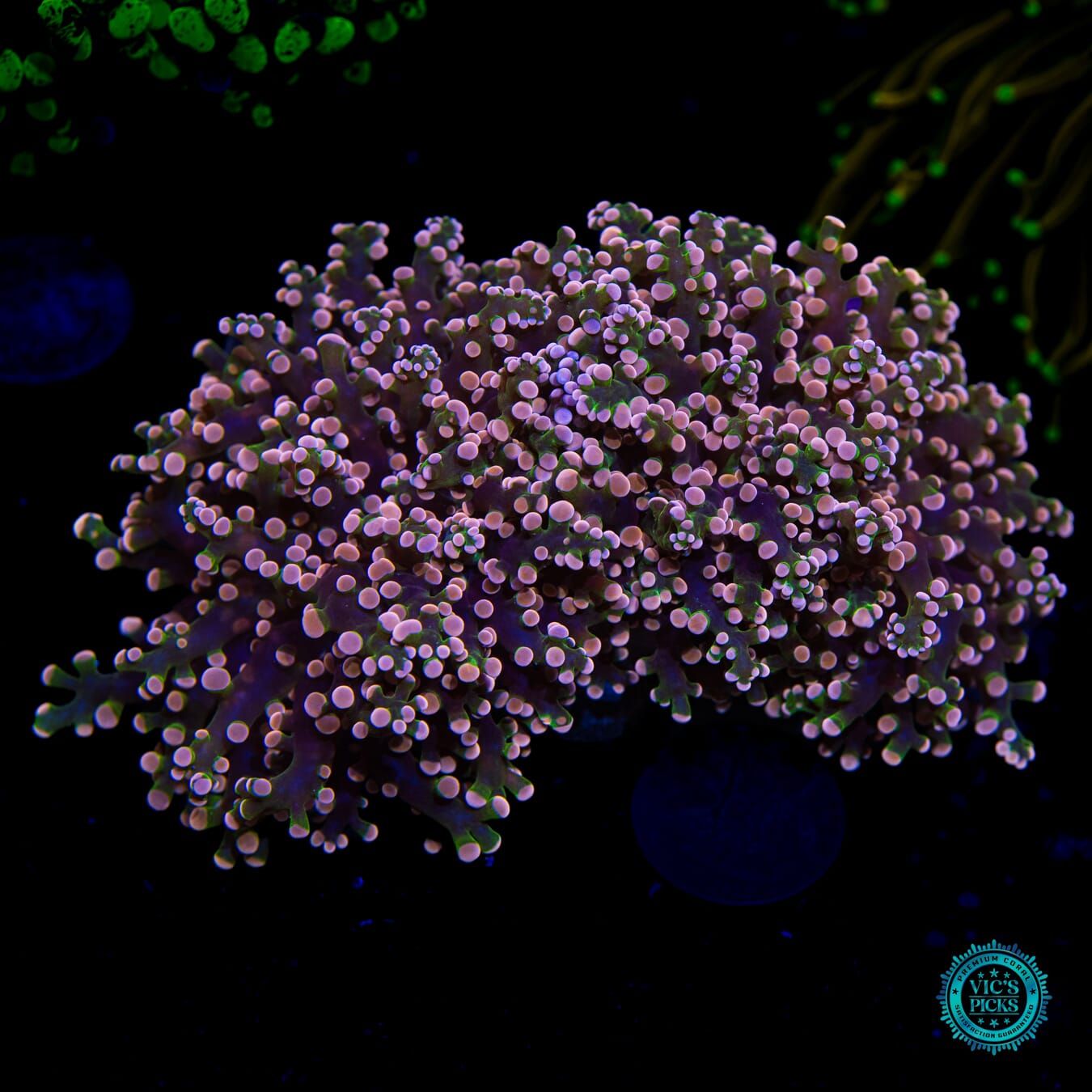 Peach Tipped Branching Frogspawn - Daylight Photo