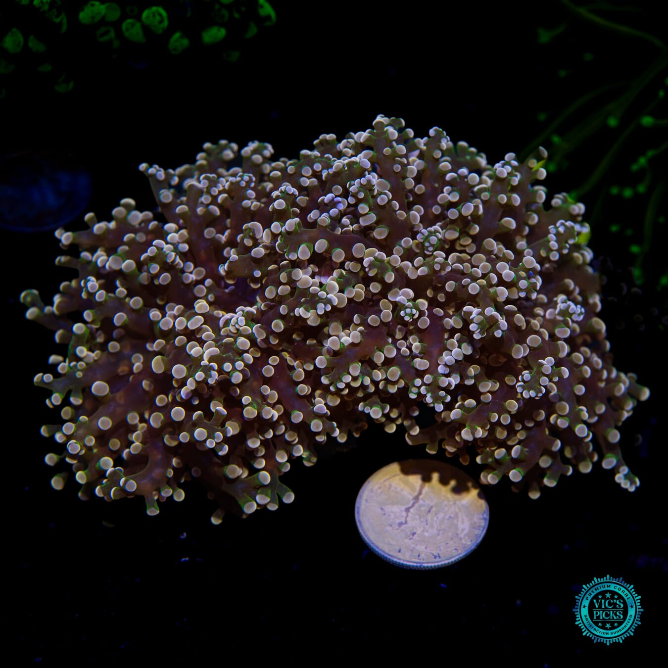 Peach Tipped Branching Frogspawn - Actinic Photo