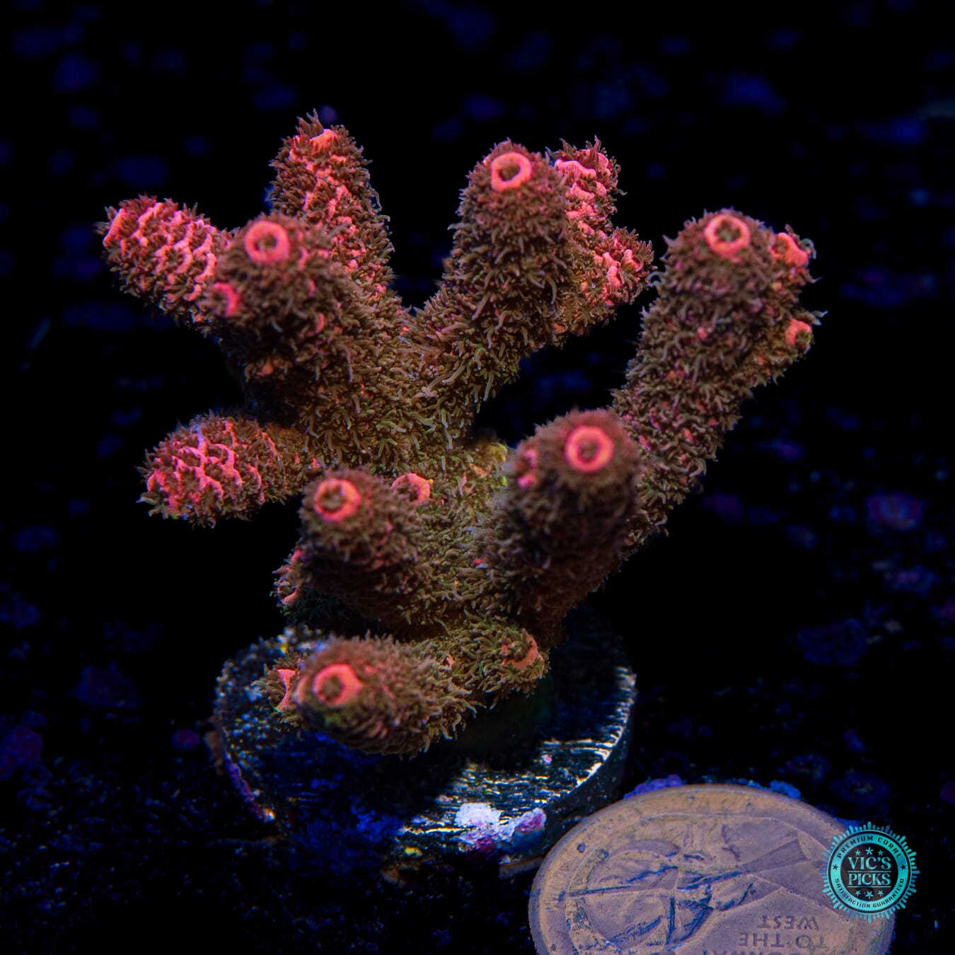 Rose Hips Mille Acropora - Actinic Photo