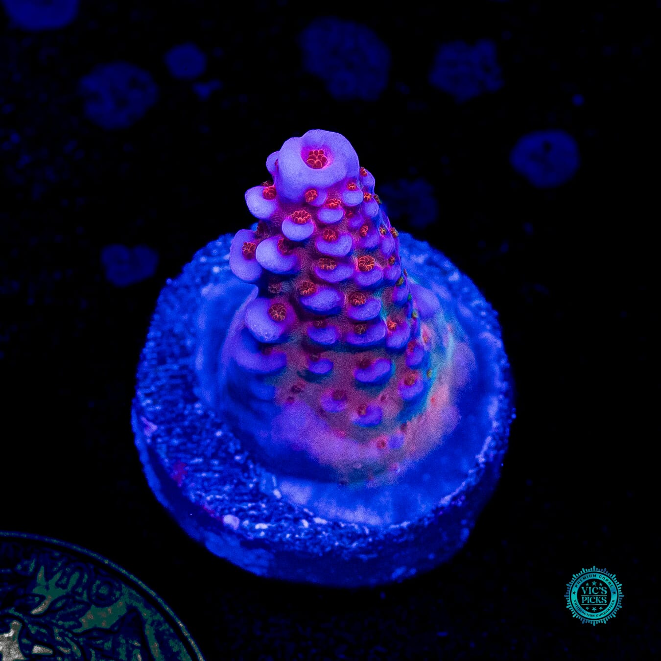 WWC All Star Acropora - Daylight Photo