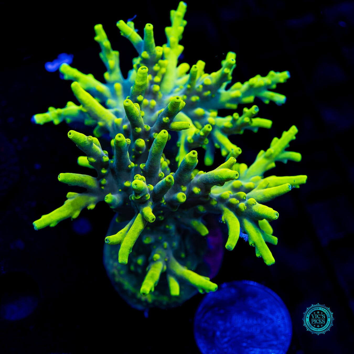 WWC Yodaz Acropora - Daylight Photo
