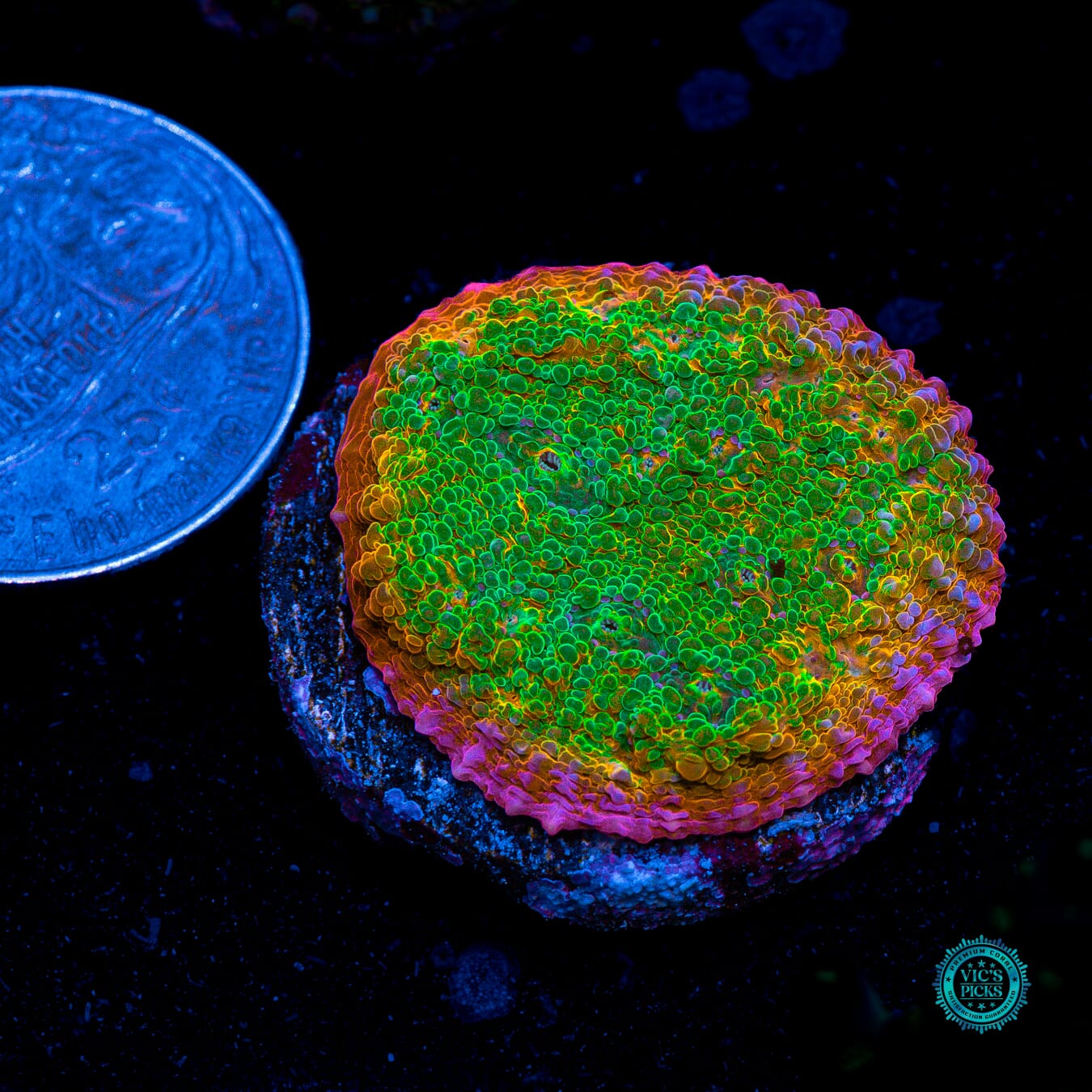 POTO Peacock Rainbow Chalice