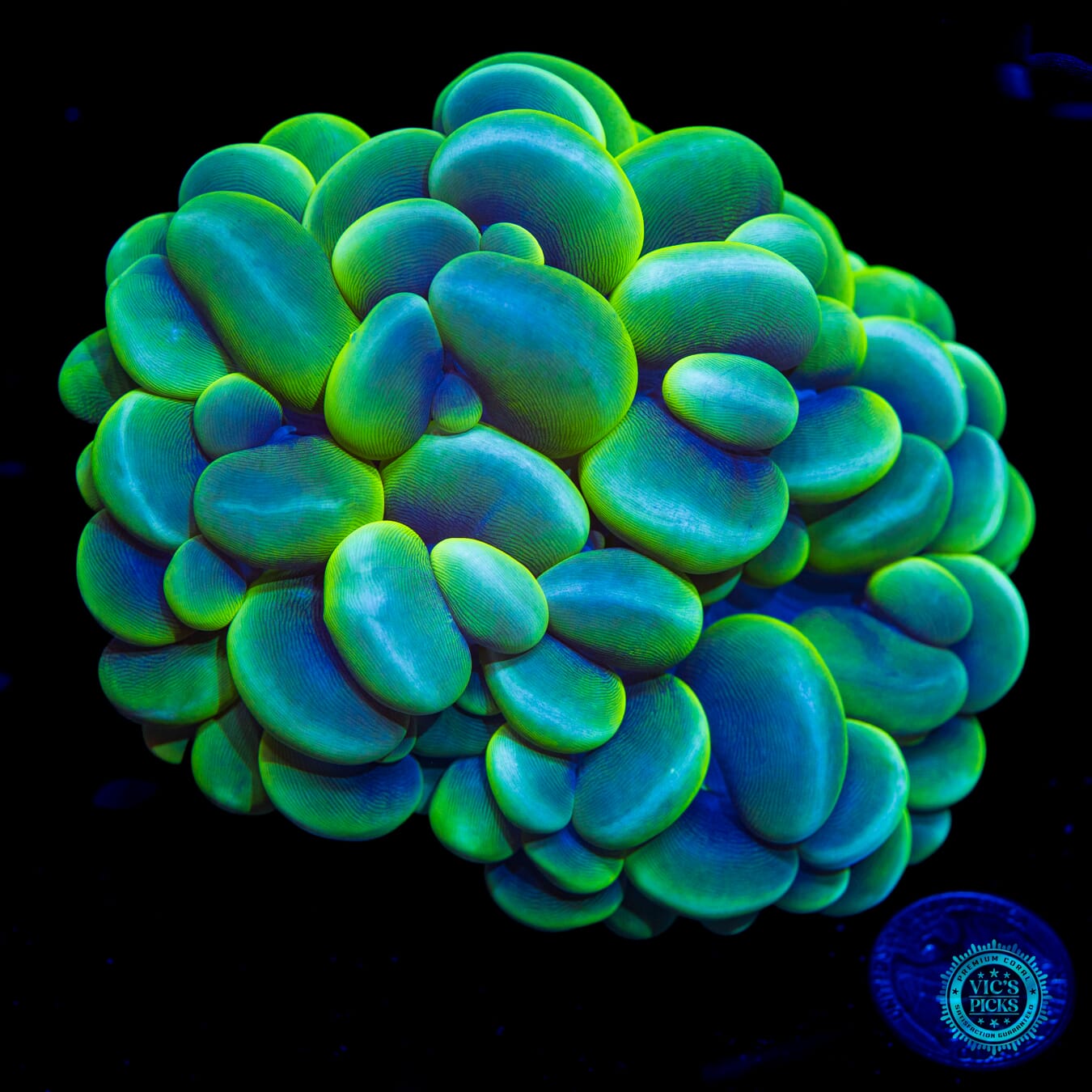 Bubbalicious Bubble Coral - Daylight Photo