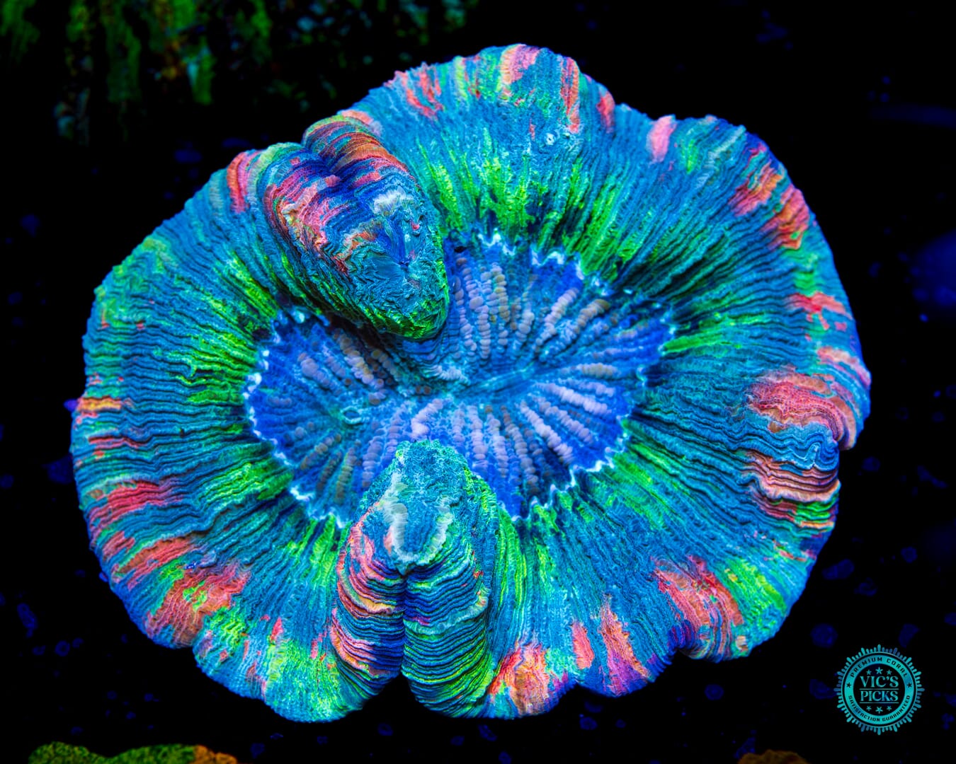 Prismatic Perfection Trachyphyllia - Daylight Photo