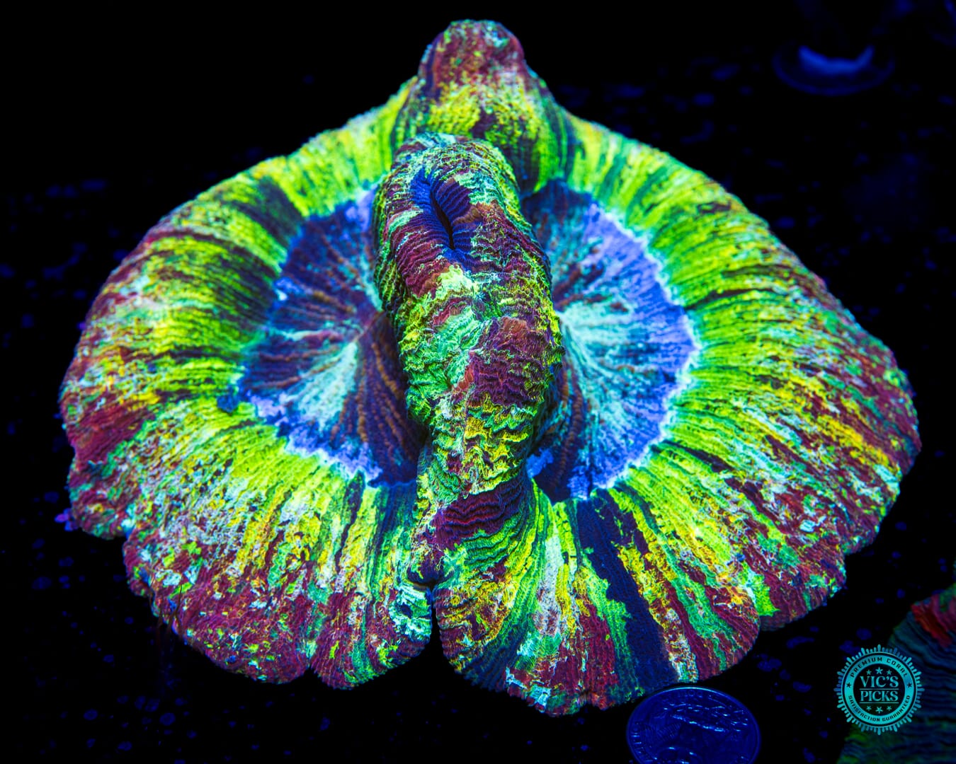 XXL Rainbow Bridge Trachyphyllia - Daylight Photo