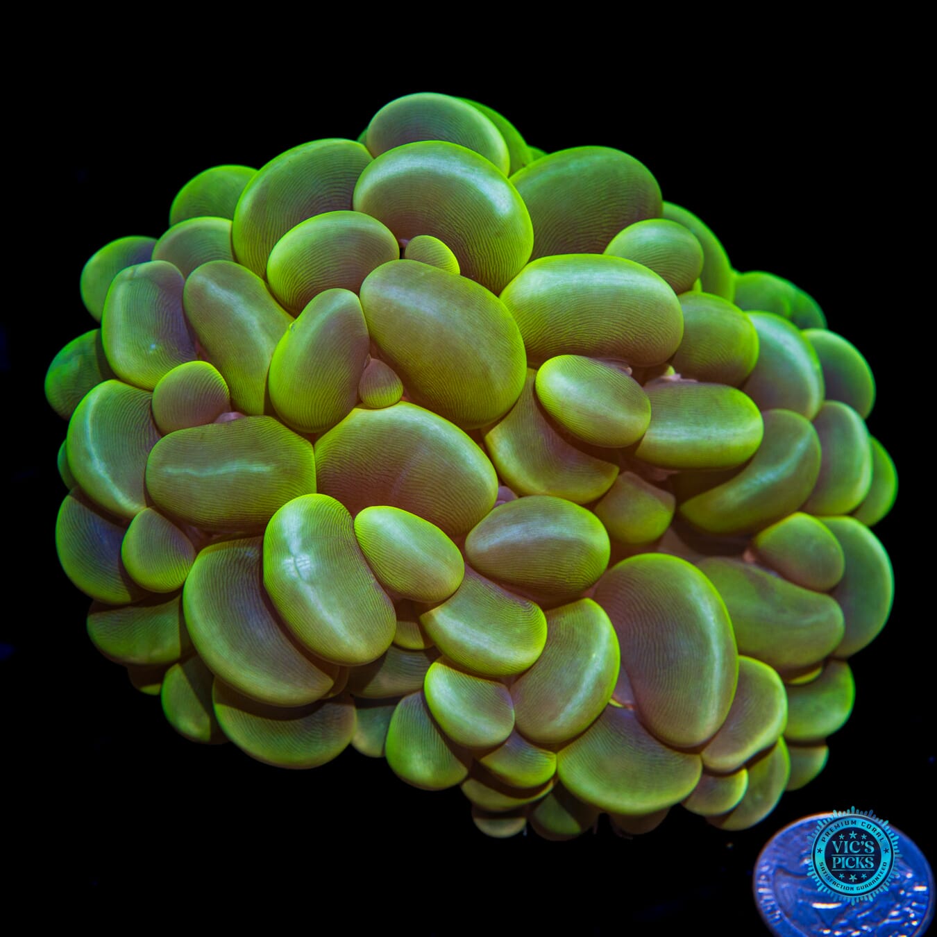 Bubbalicious Bubble Coral - Actinic Photo