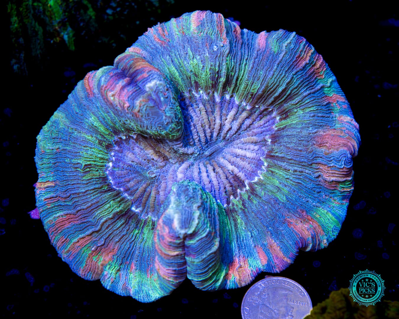 Prismatic Perfection Trachyphyllia - Actinic Photo