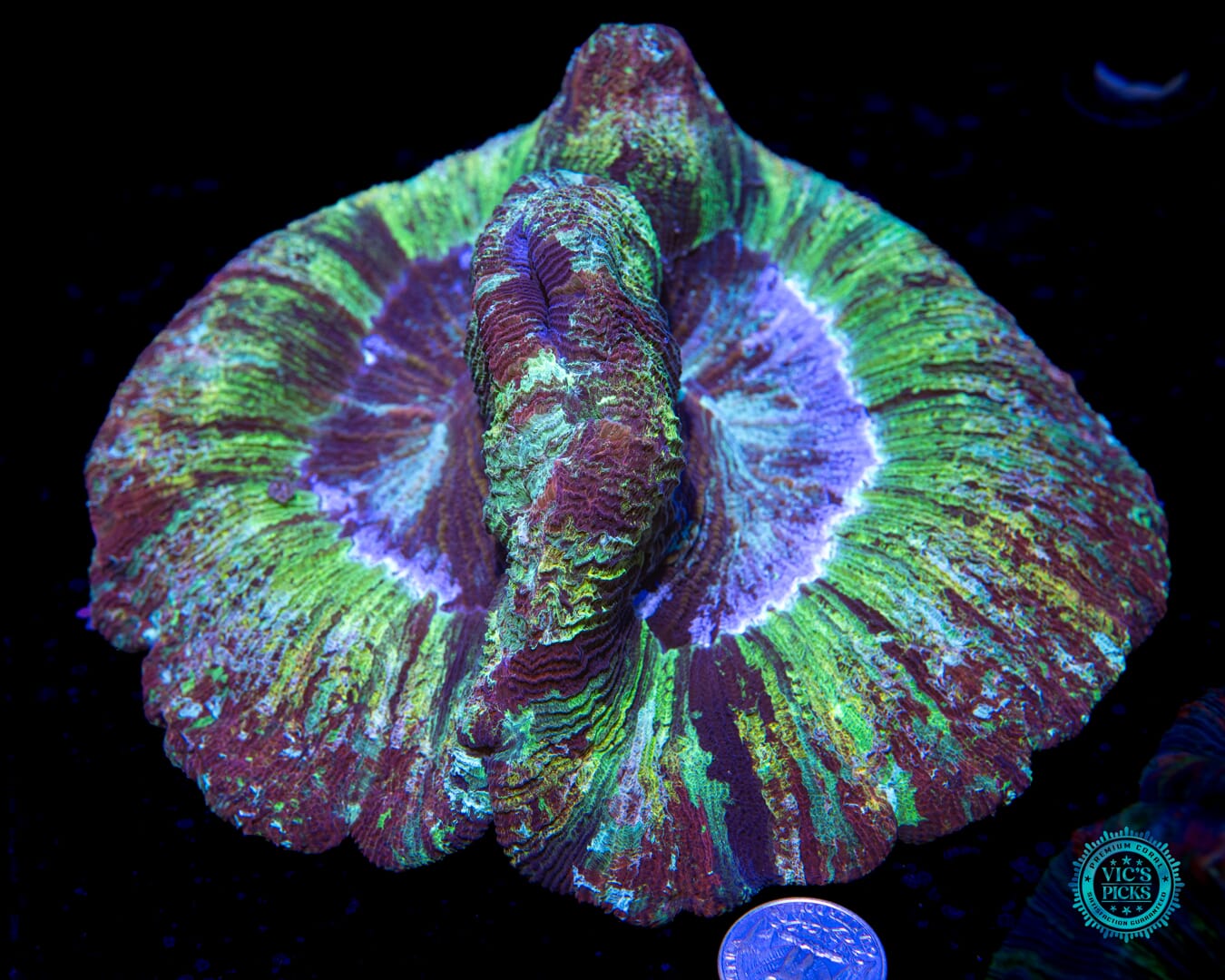 XXL Rainbow Bridge Trachyphyllia - Actinic Photo