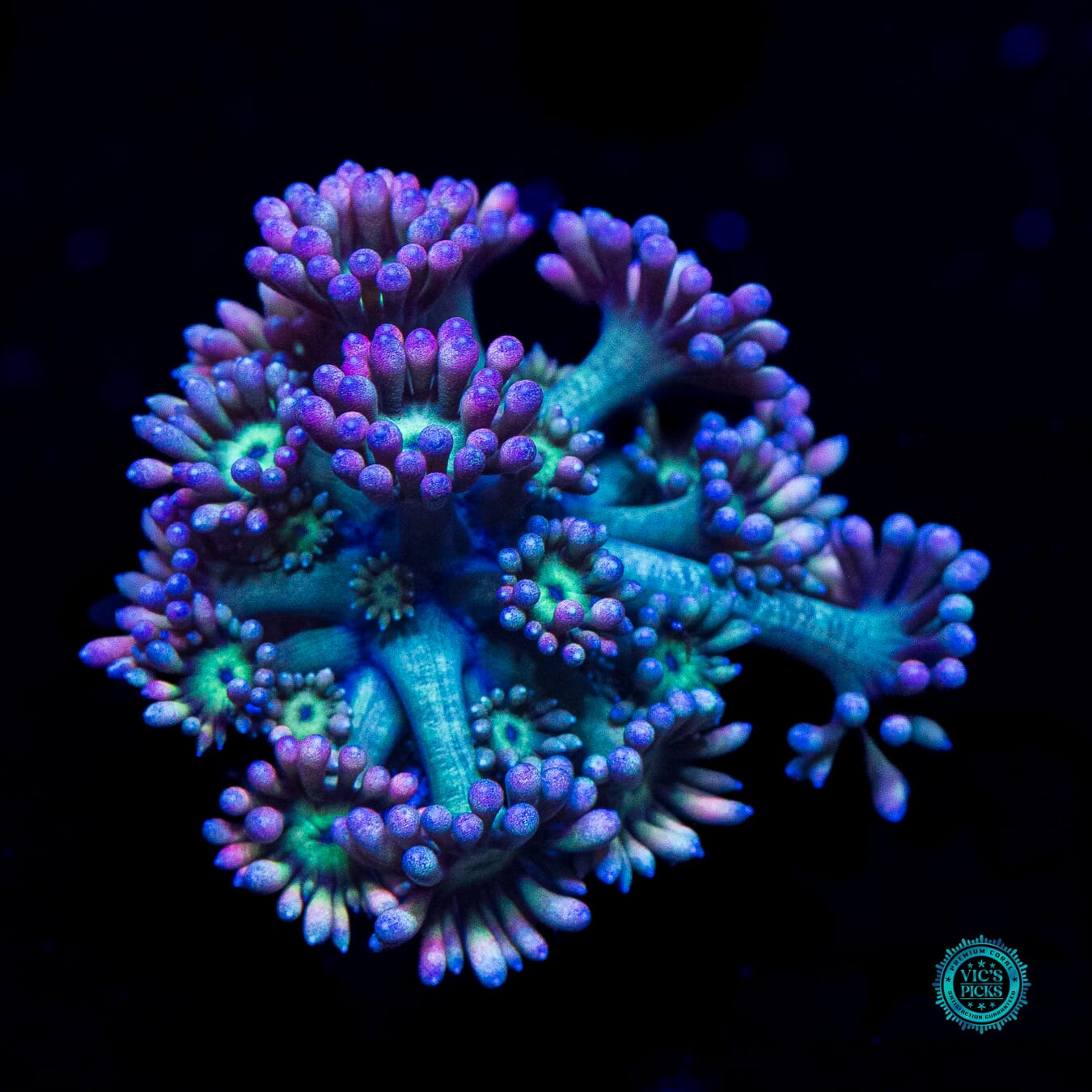 WWC Sour Sop Goniopora - Daylight Photo