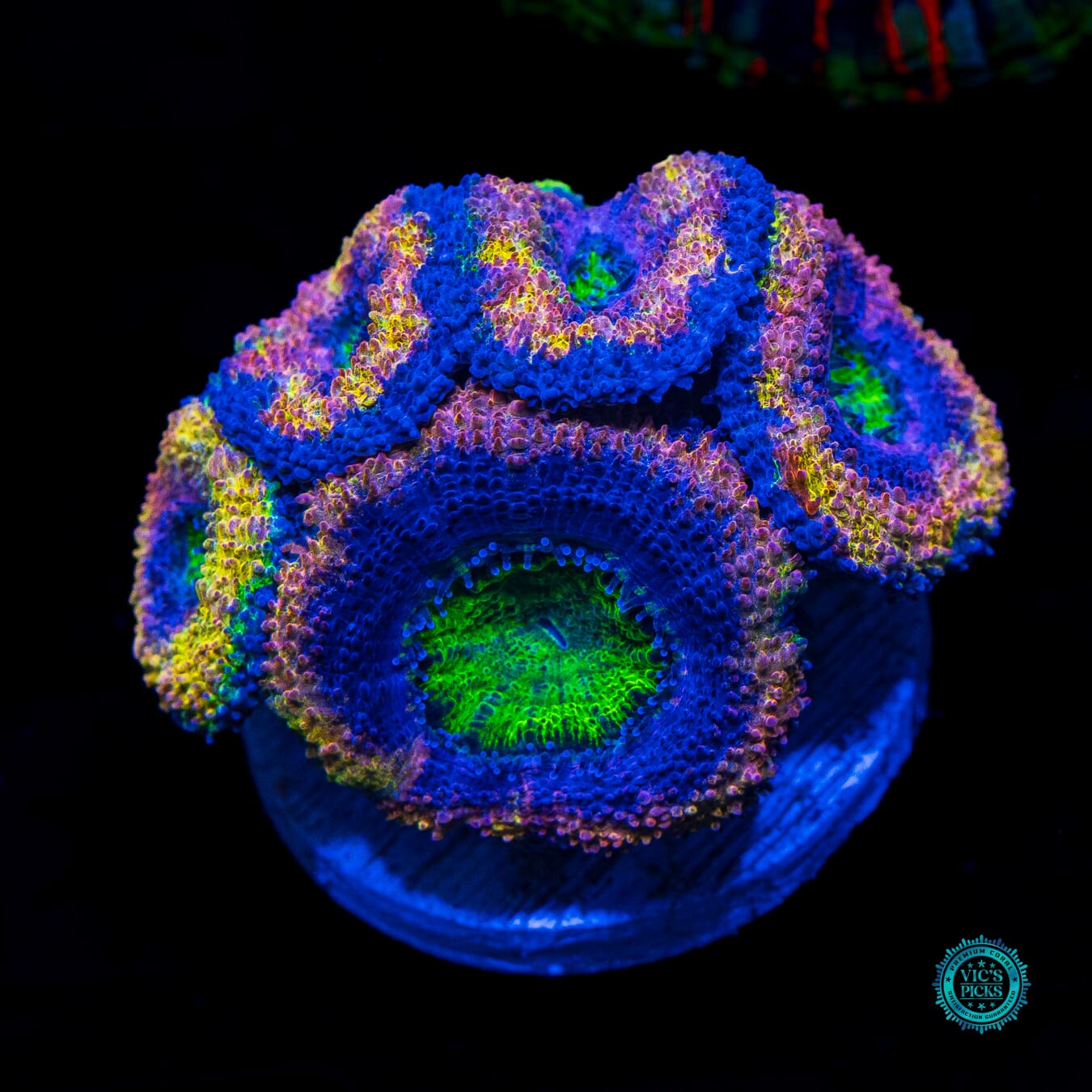 WWC Shangri La Aussie Lord - Daylight Photo