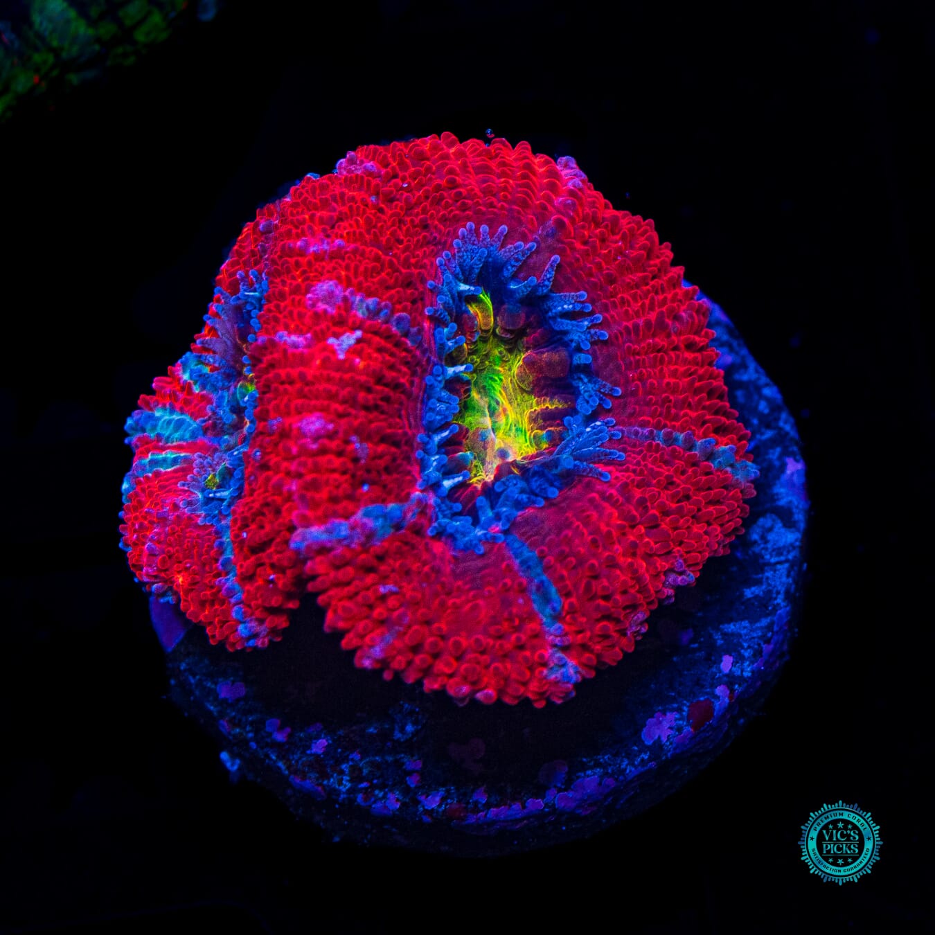 WWC Lava Bomb Aussie Lord - Daylight Photo