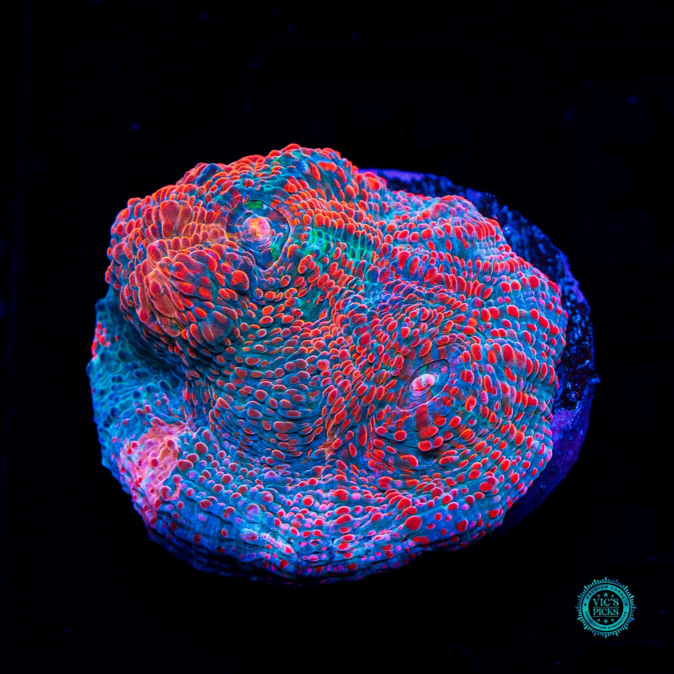 Fiery Abyss Chalice - Daylight Photo