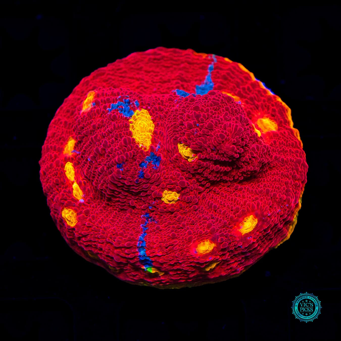 WWC Molotov Rainbow Chalice - Daylight Photo