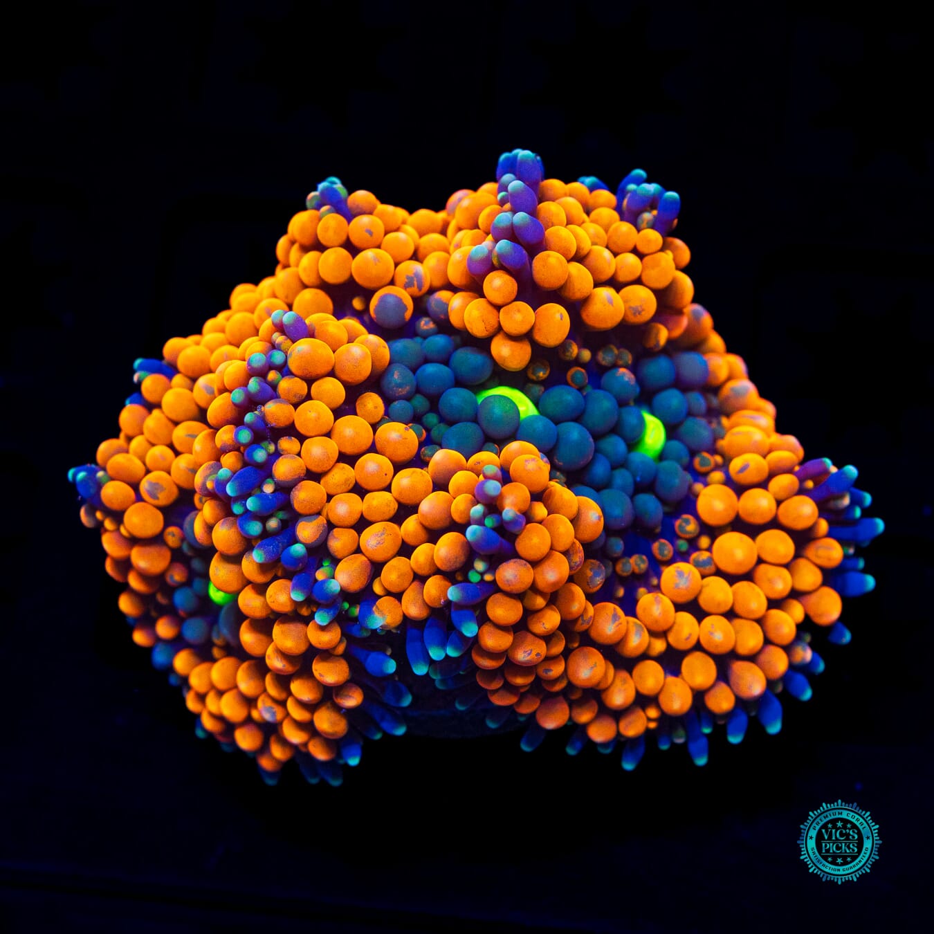 WWC Citrus Cooler Ricordea Mushroom - Daylight Photo