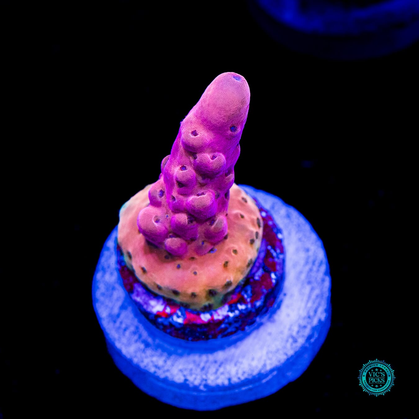 WWC Big Hoss Acropora - Daylight Photo