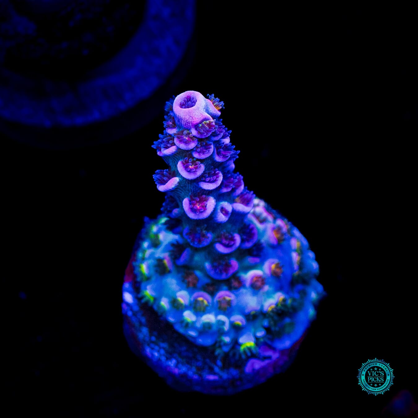 WWC Sabotage Tenuis Acropora - Daylight Photo