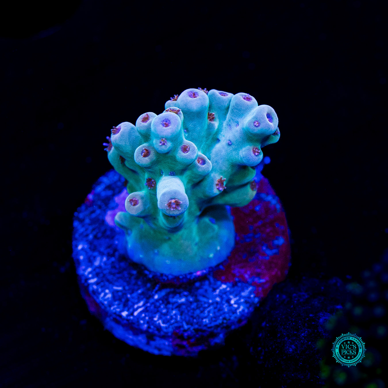 WWC White Walker Acropora