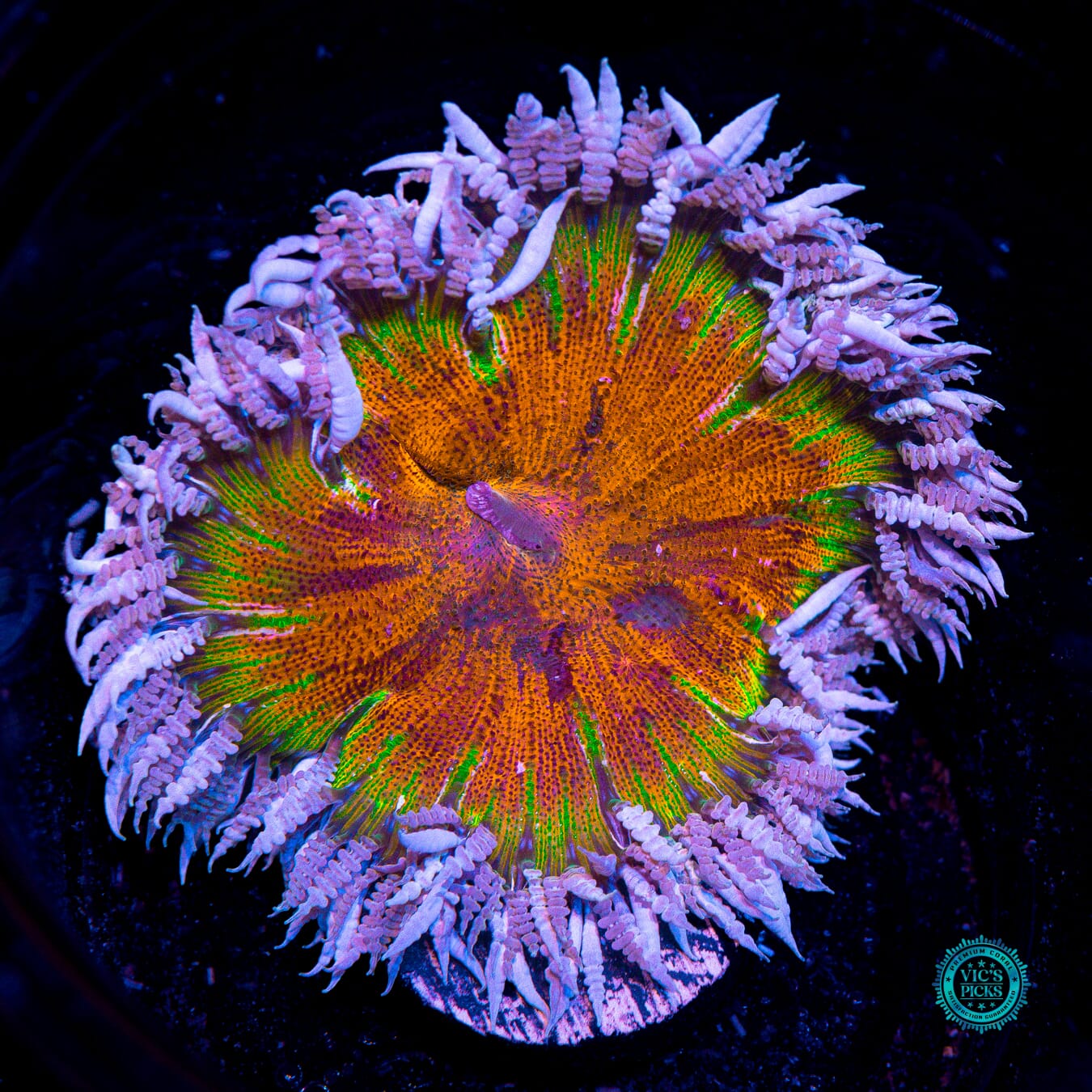Burning Sun Flower Anemone - Actinic Photo