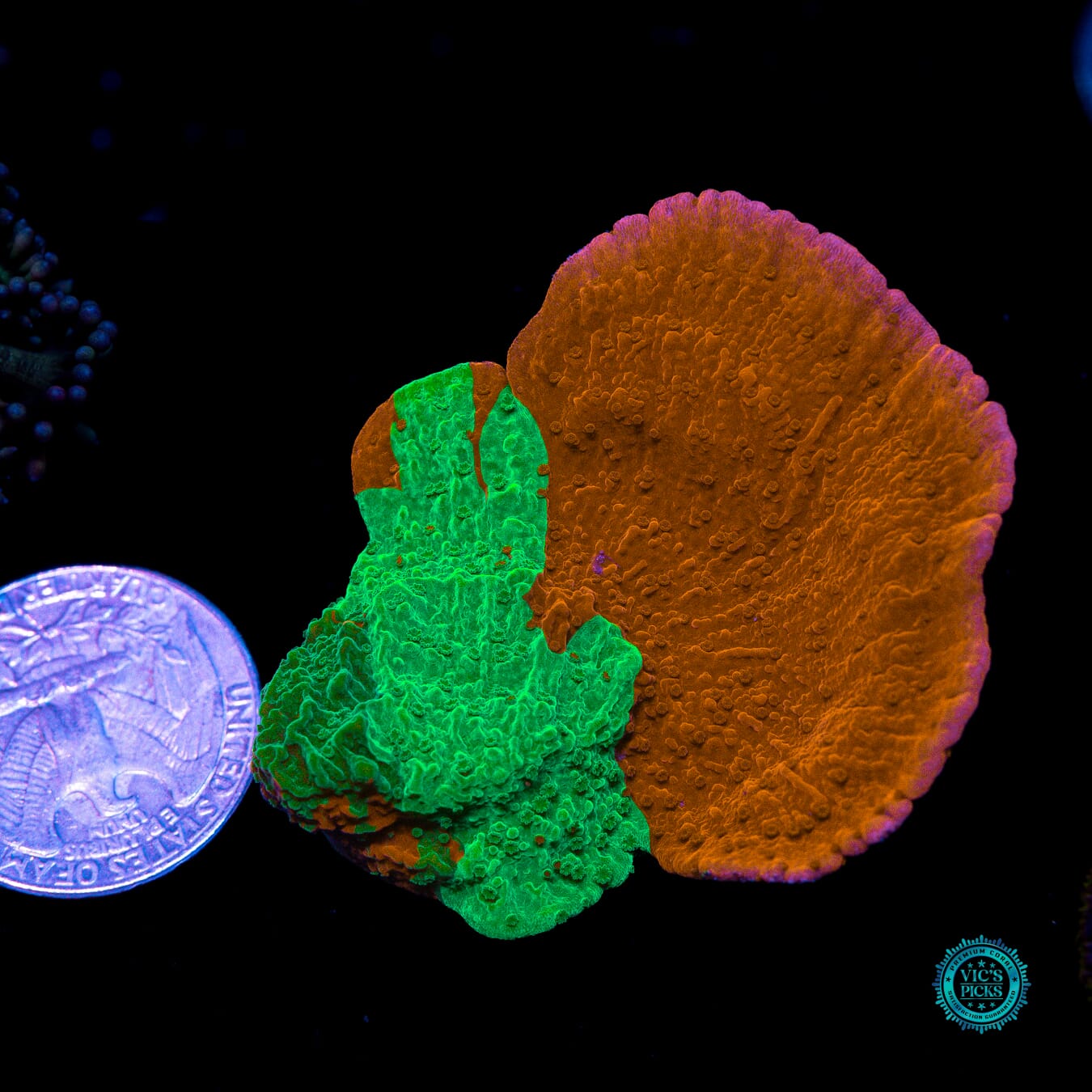 WWC Triple Threat Grafted Montipora - Actinic Photo