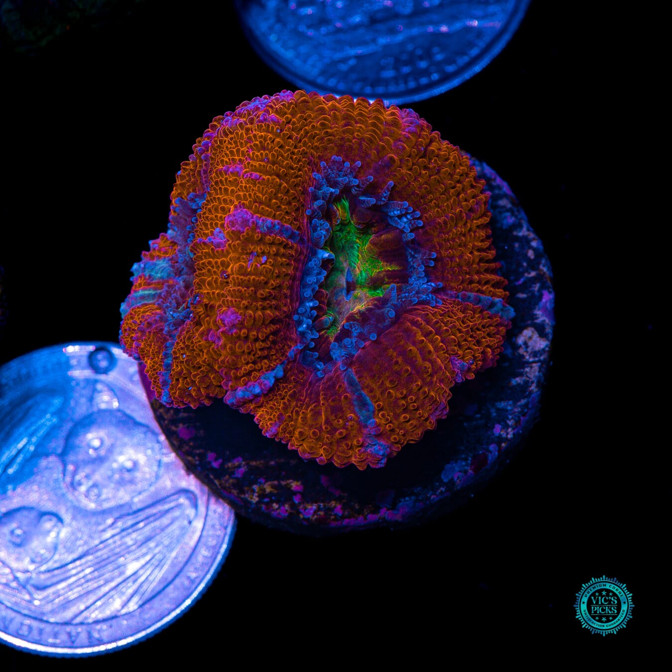 WWC Lava Bomb Aussie Lord - Actinic Photo