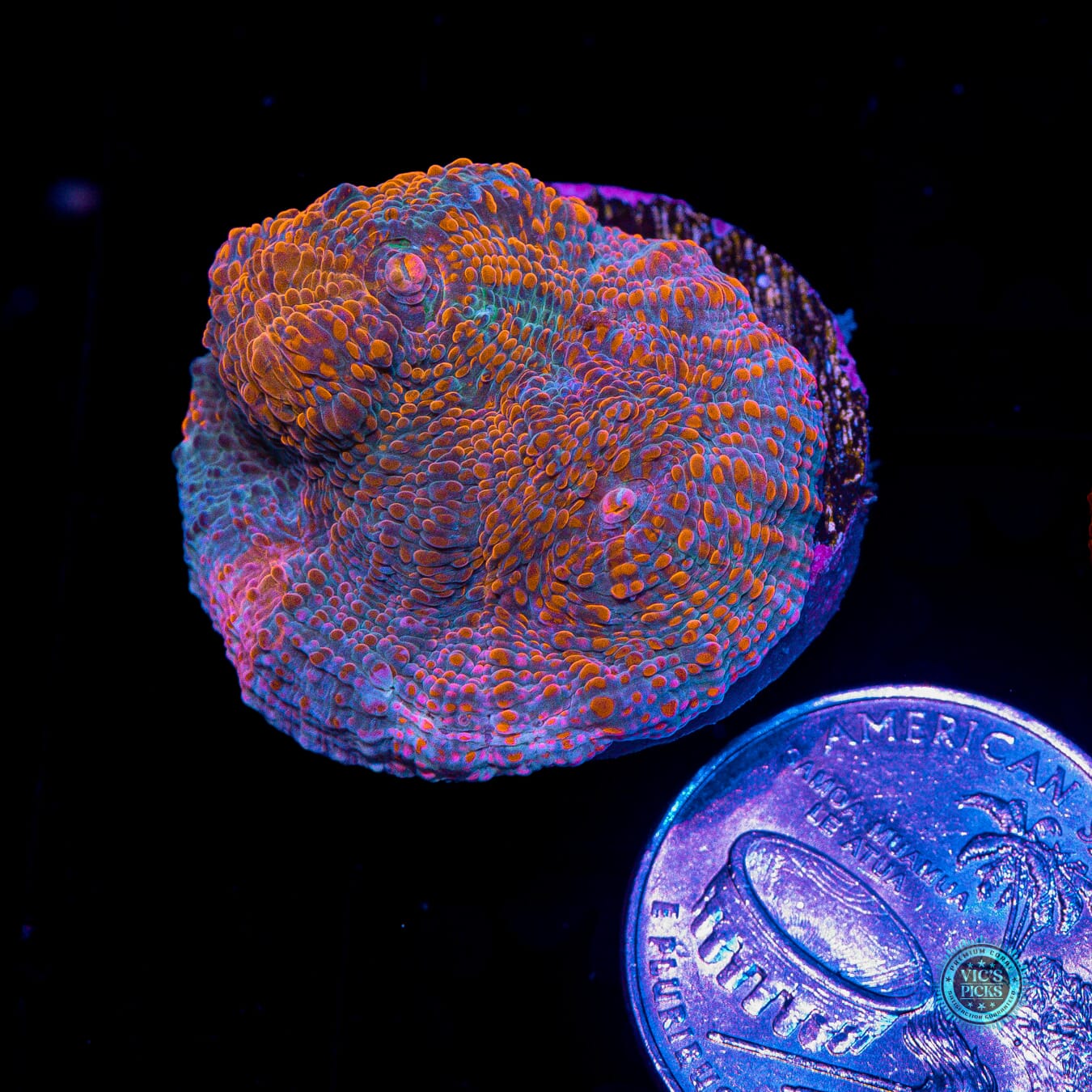 Fiery Abyss Chalice - Actinic Photo