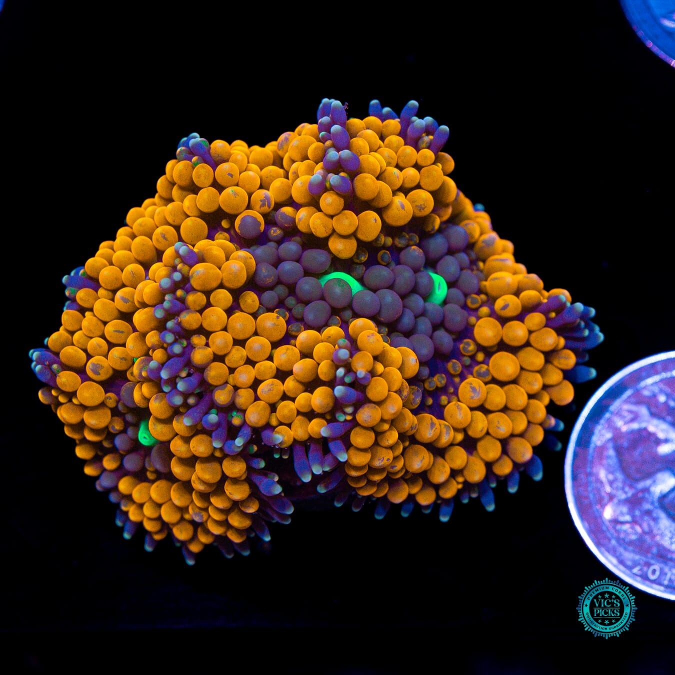 WWC Citrus Cooler Ricordea Mushroom - Actinic Photo