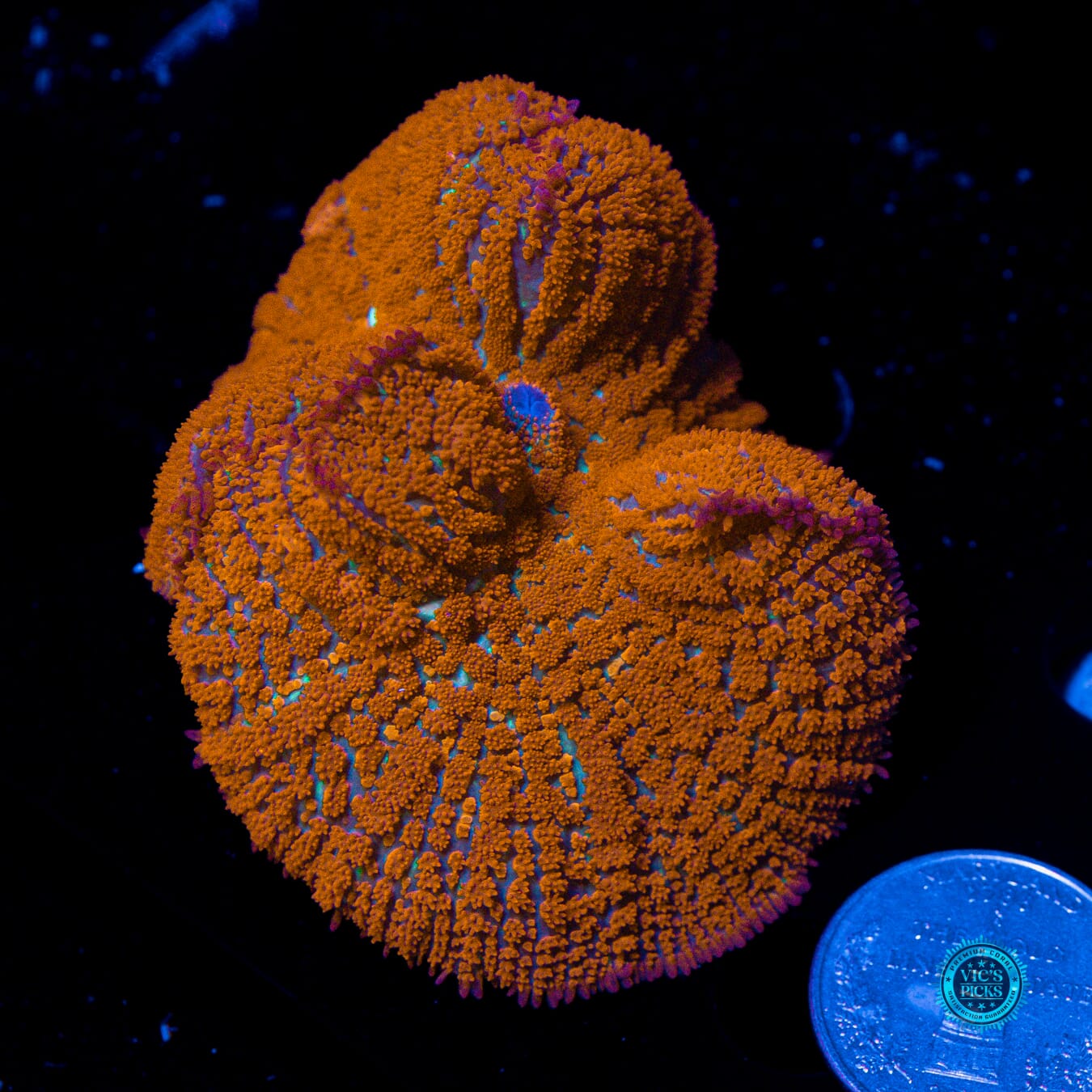 WWC Detonator Rhodactis Mushroom - Actinic Photo