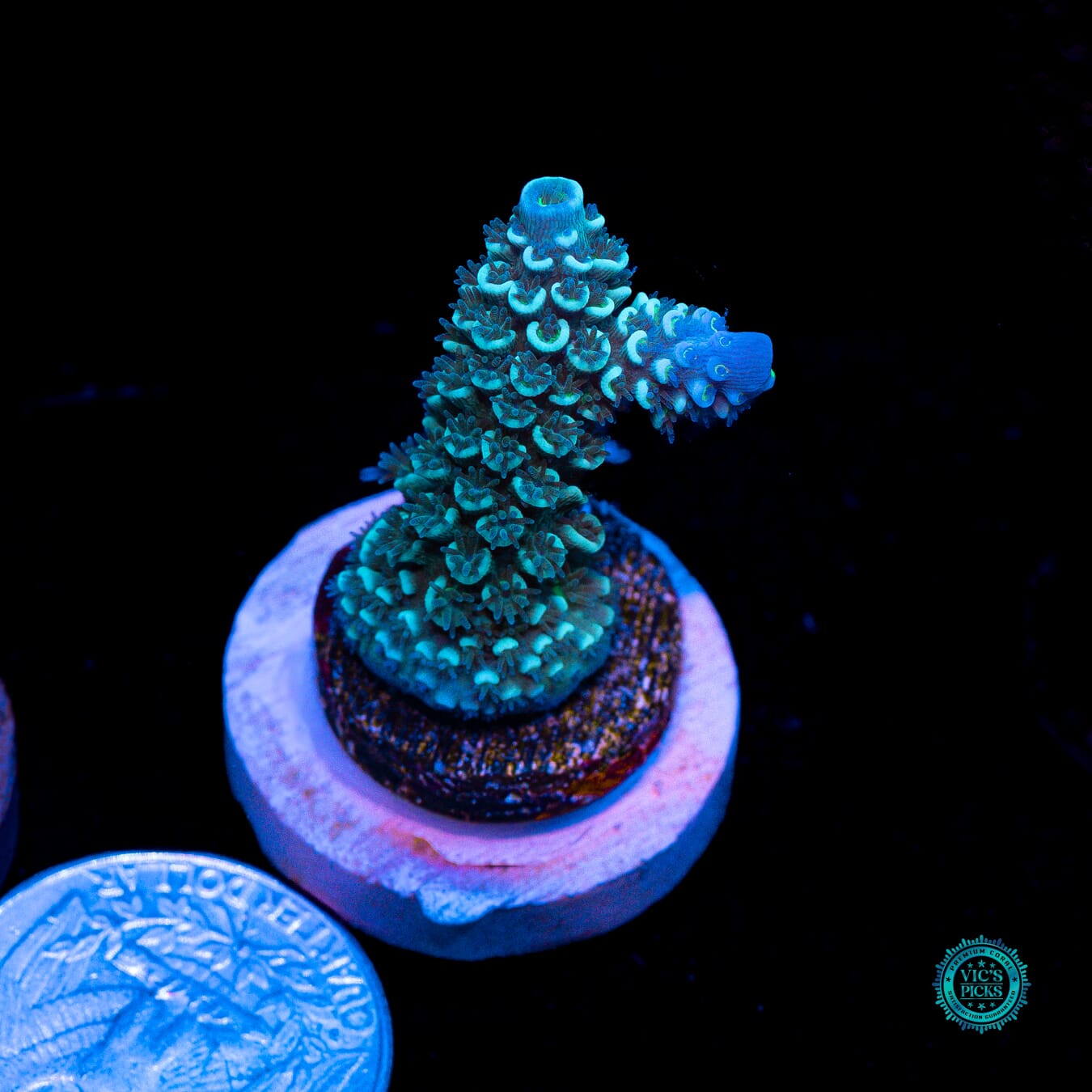 WWC Blue Hoeksemai Acropora - Actinic Photo