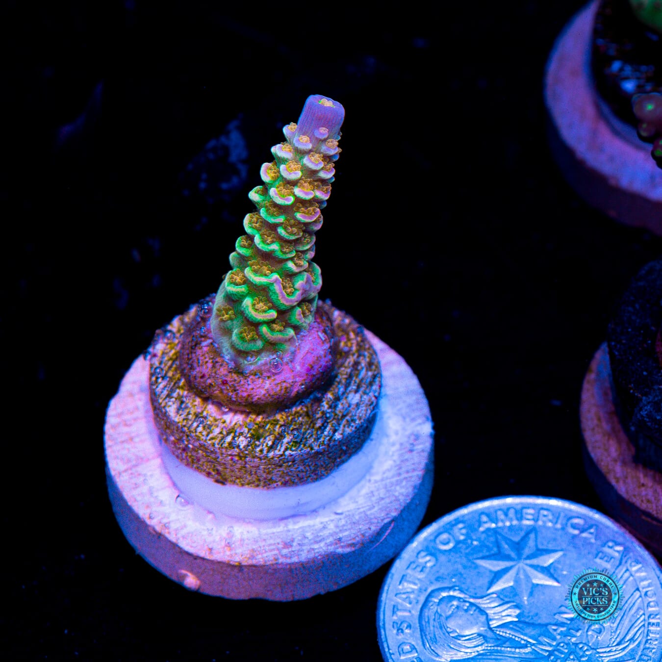 POTO Goofy Homewrecker Acropora - Actinic Photo