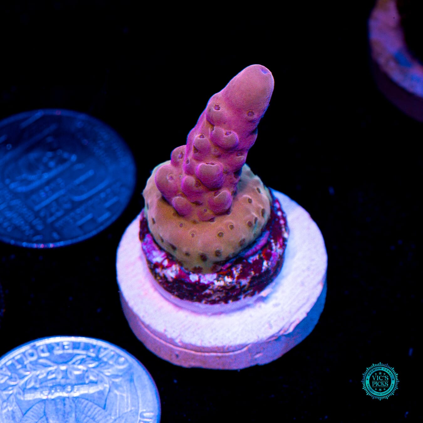 WWC Big Hoss Acropora - Actinic Photo