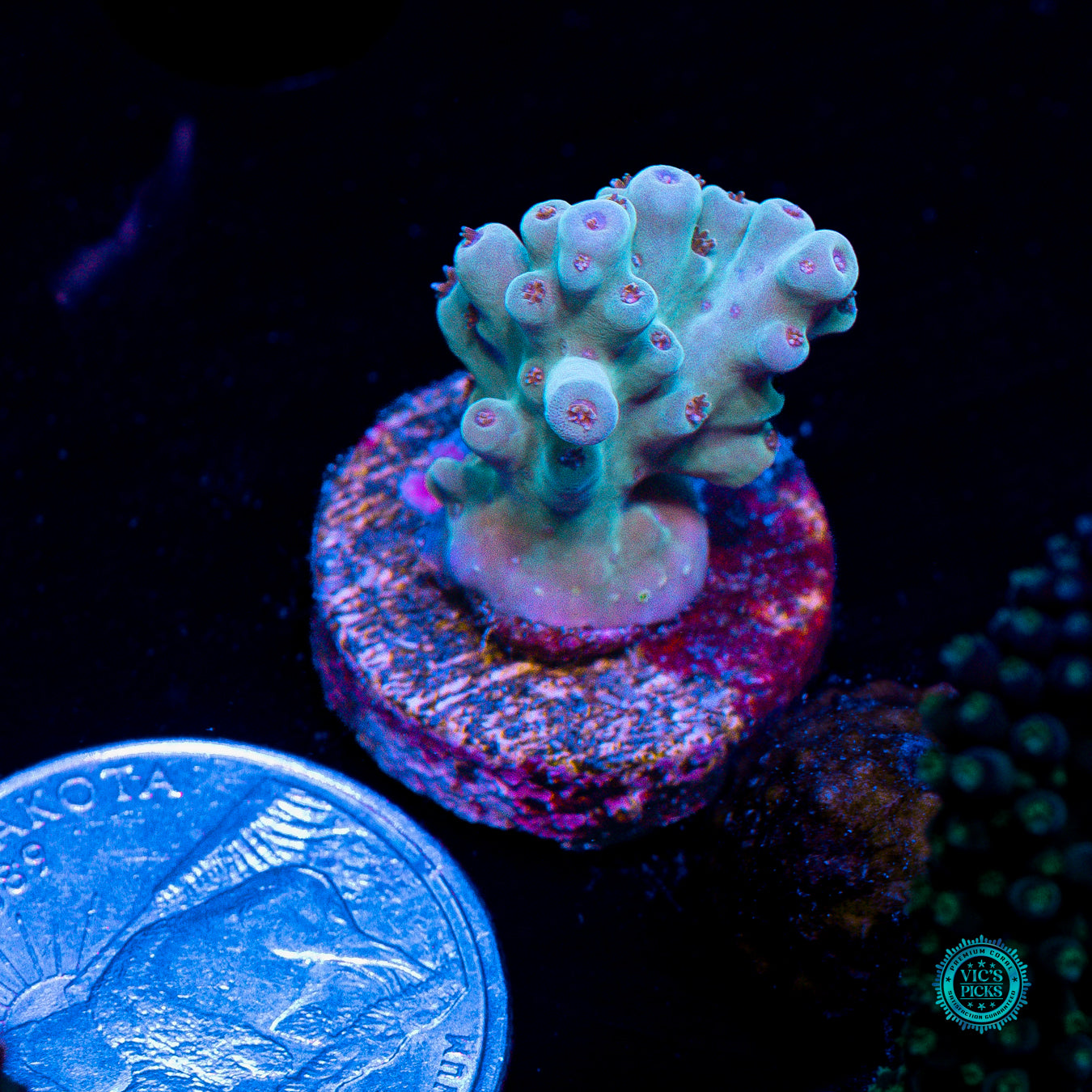 WWC White Walker Acropora