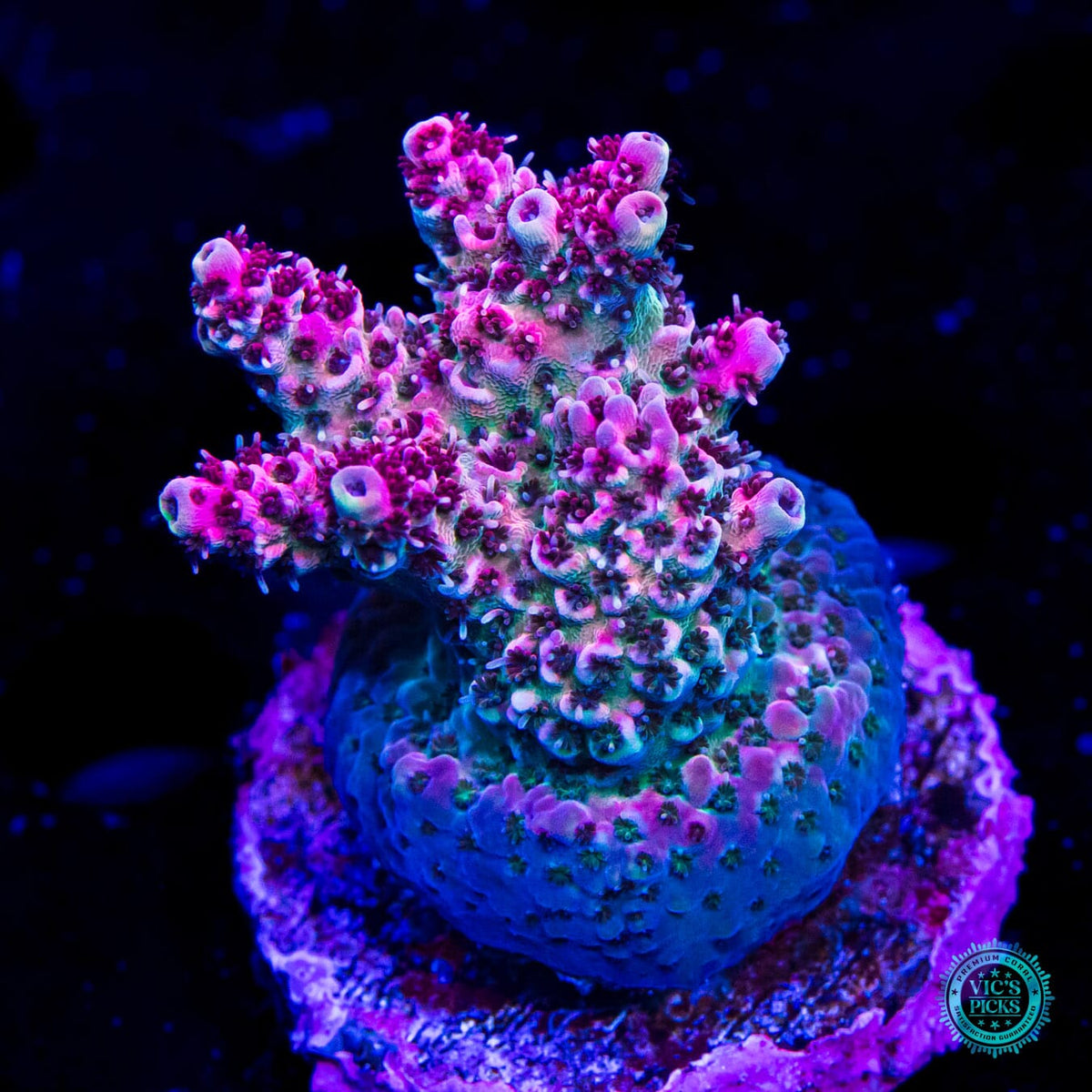 Vic's Picks: High End Corals for Sale | World Wide Corals