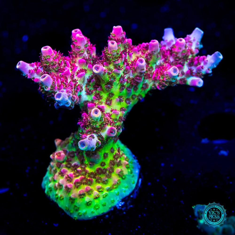 Vic's Picks: High End Corals for Sale | World Wide Corals