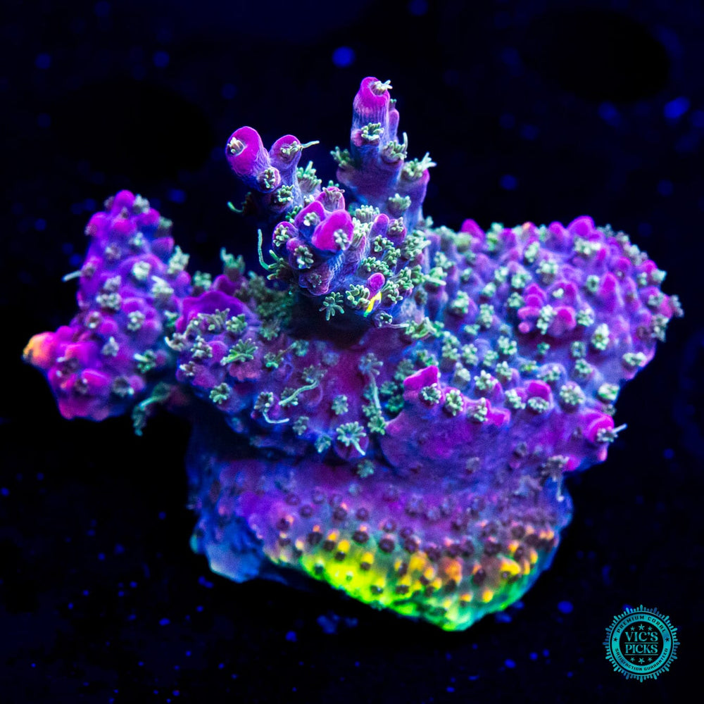 Vic's Picks: High End Corals for Sale | World Wide Corals