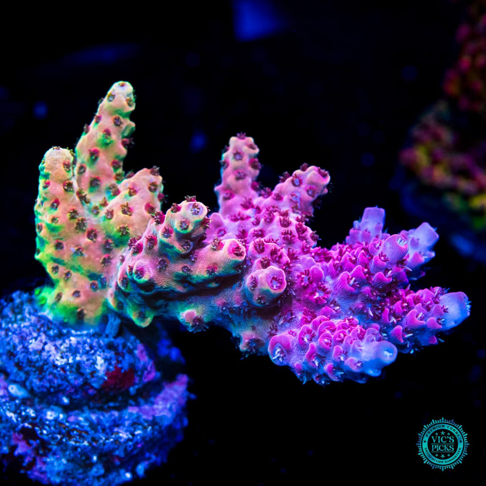Vic's Picks: High End Corals for Sale | World Wide Corals