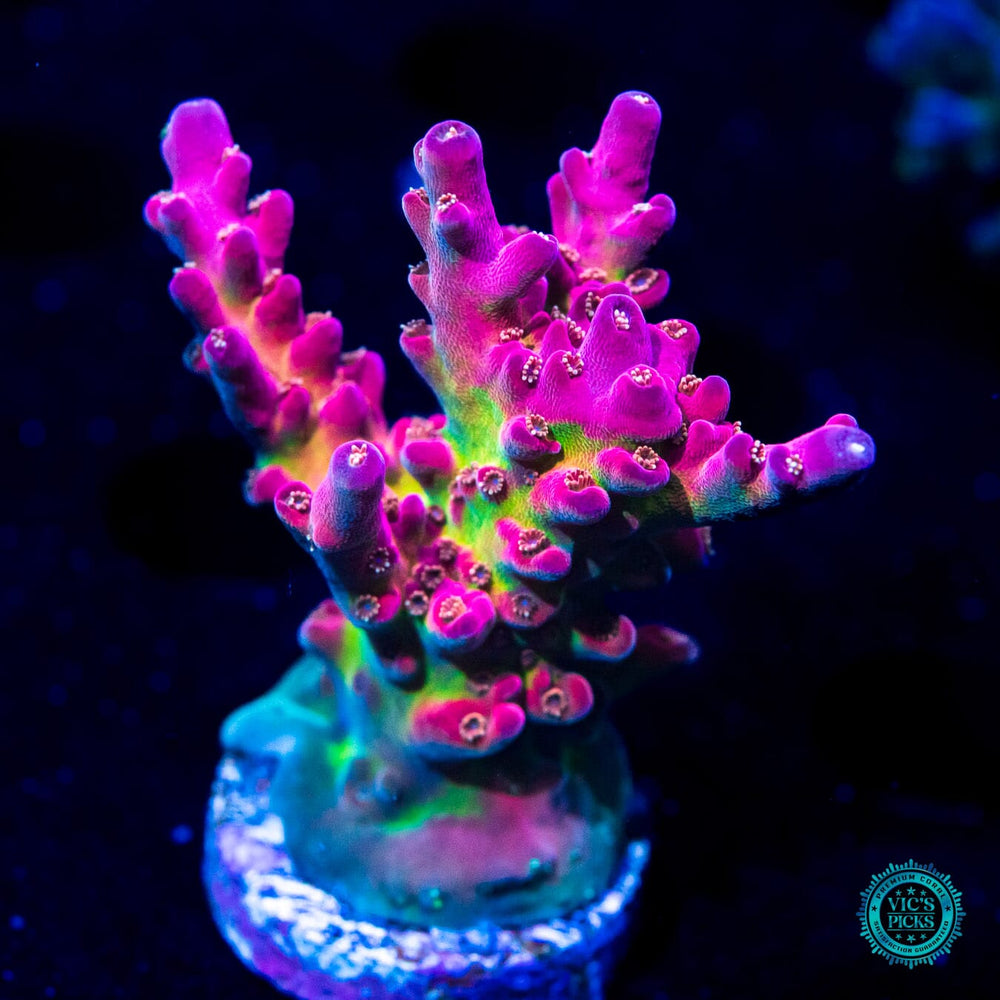 Vic's Picks: High End Corals for Sale | World Wide Corals