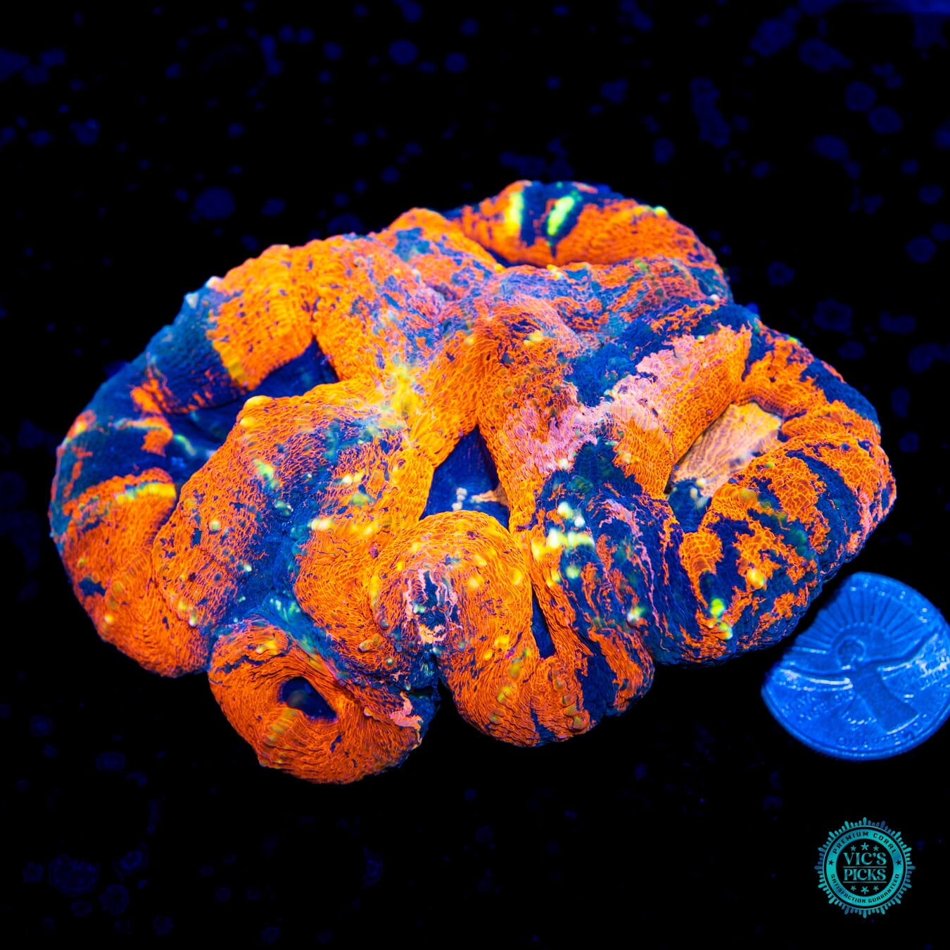 Squeezed and Scrambled Orange Crush Lobophyllia - Daylight Photo