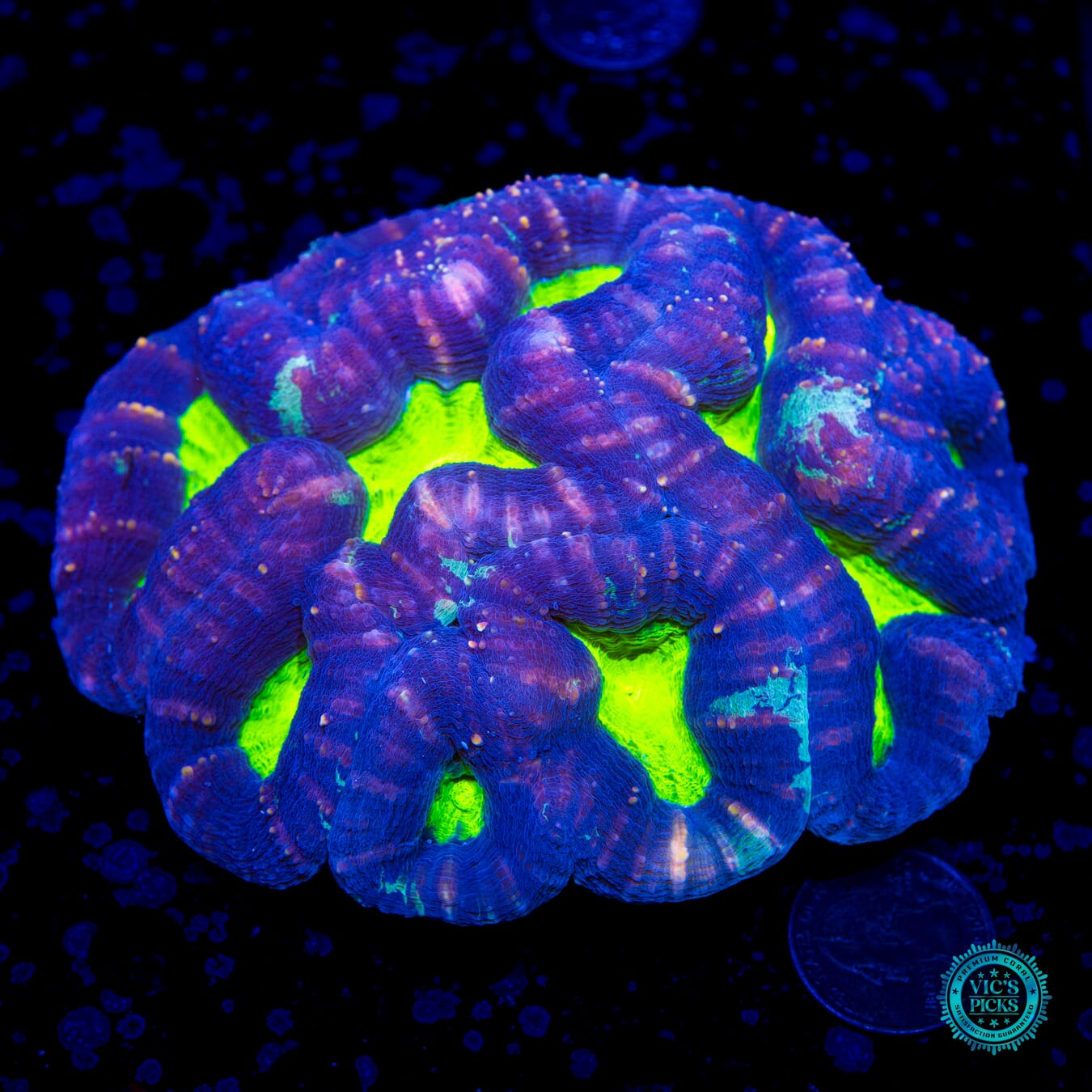 XL Barney's Brain Lobophyllia - Daylight Photo