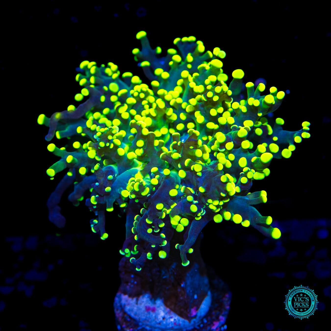 Glowbug Branching Frogspawn - Daylight Photo