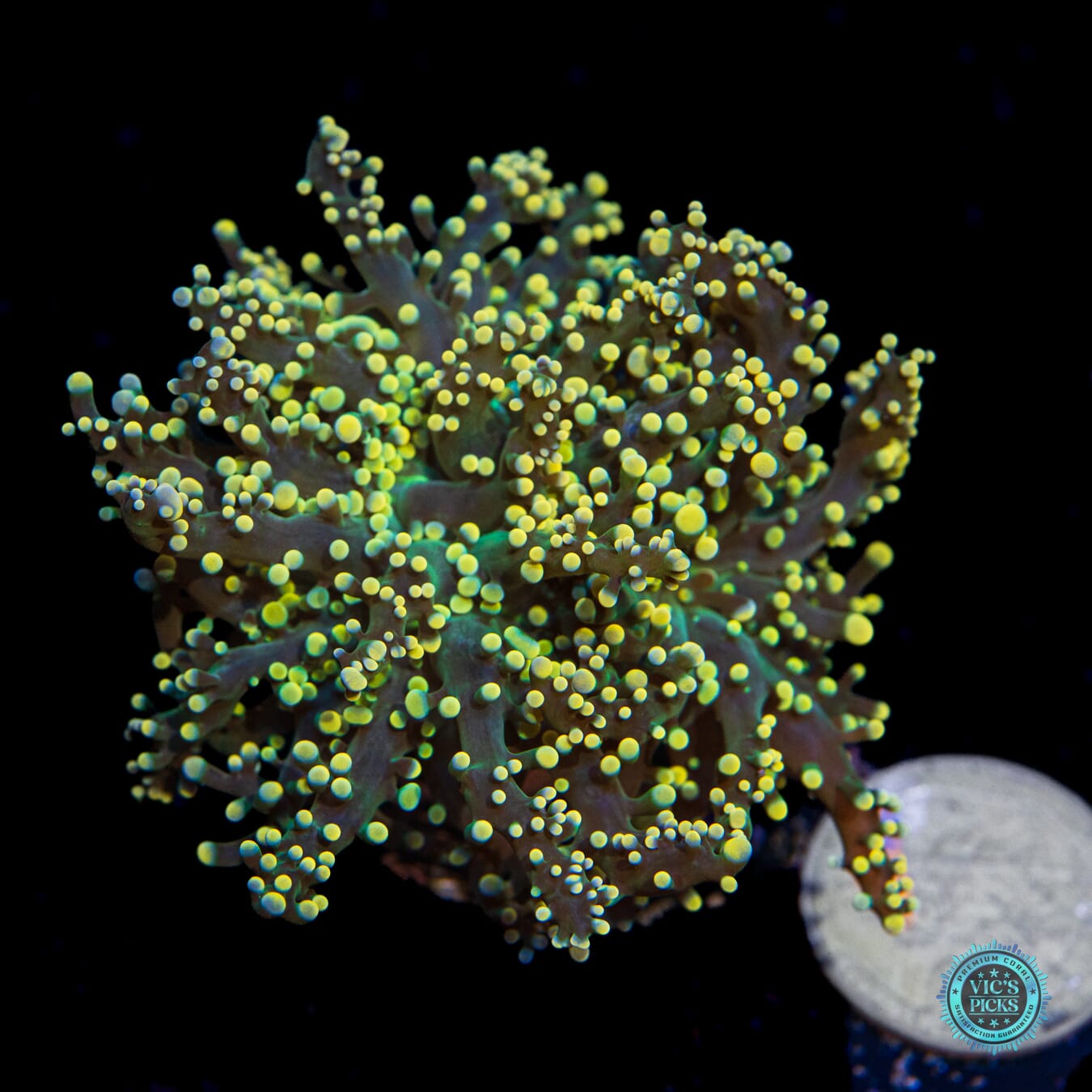 Honey Dew Branching Frogspawn - Actinic Photo