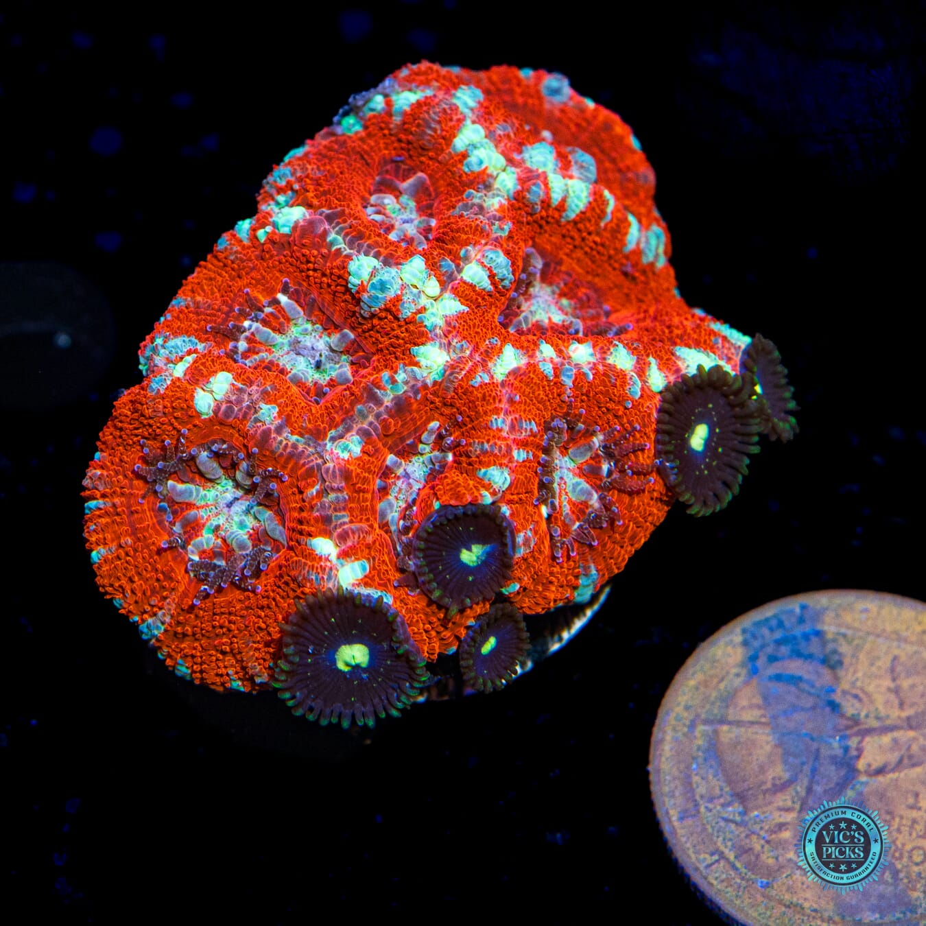 Cherries Jubilee Asian Lord and Crazy Awesome Hitchhiker Zoanthids - Actinic Photo