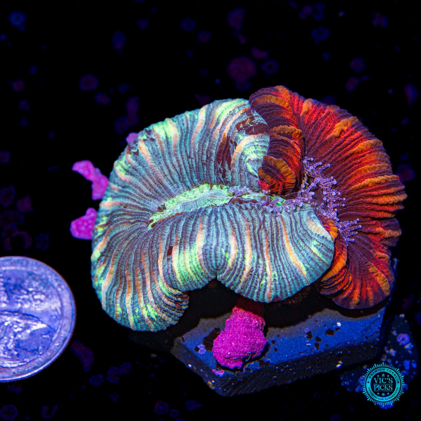 Franken Fruity Trachyphyllia - Actinic Photo